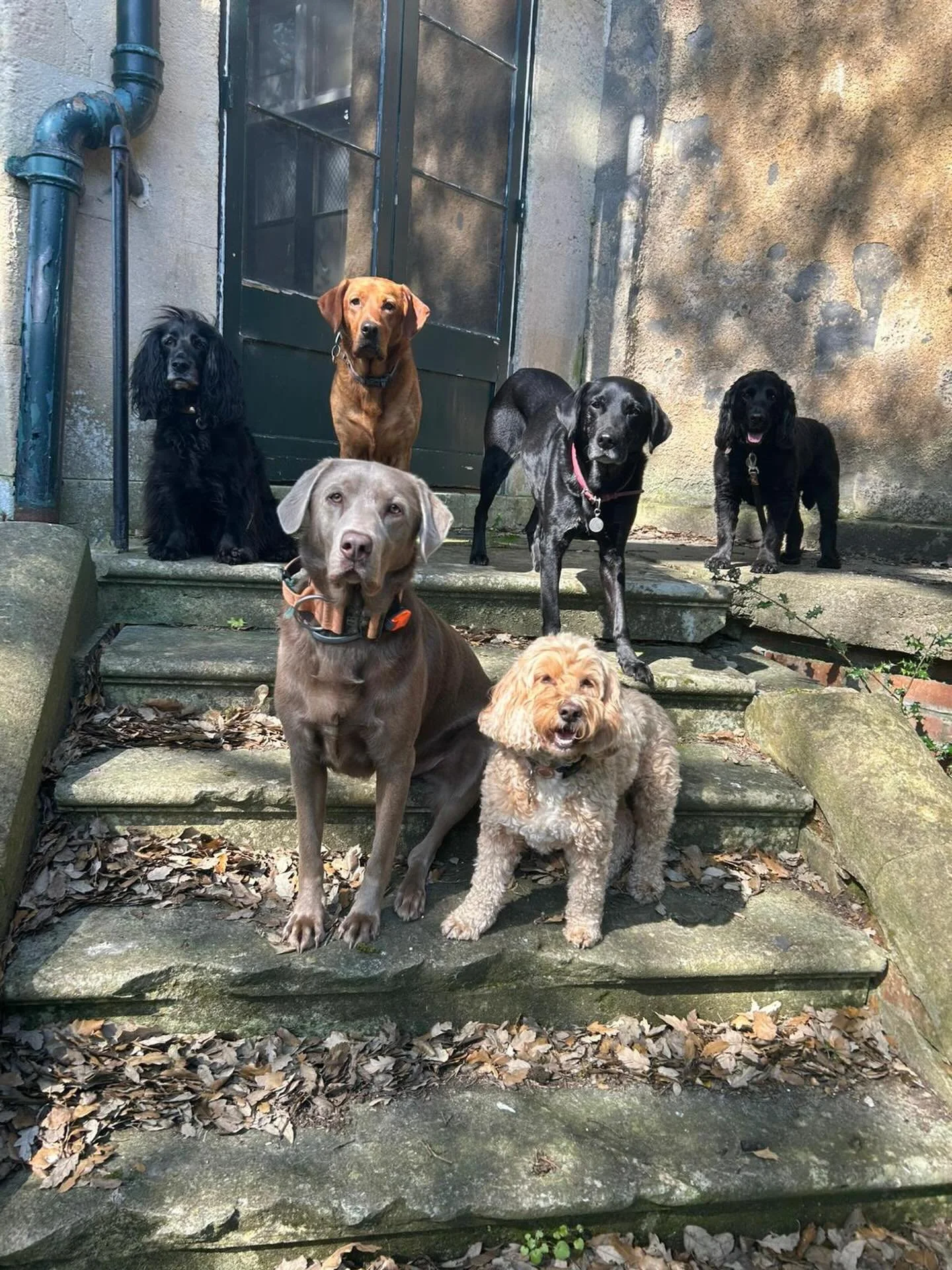GOTCHA 📸
#dogsofinstagram #dogwalker #bristol #walker #gotcha
