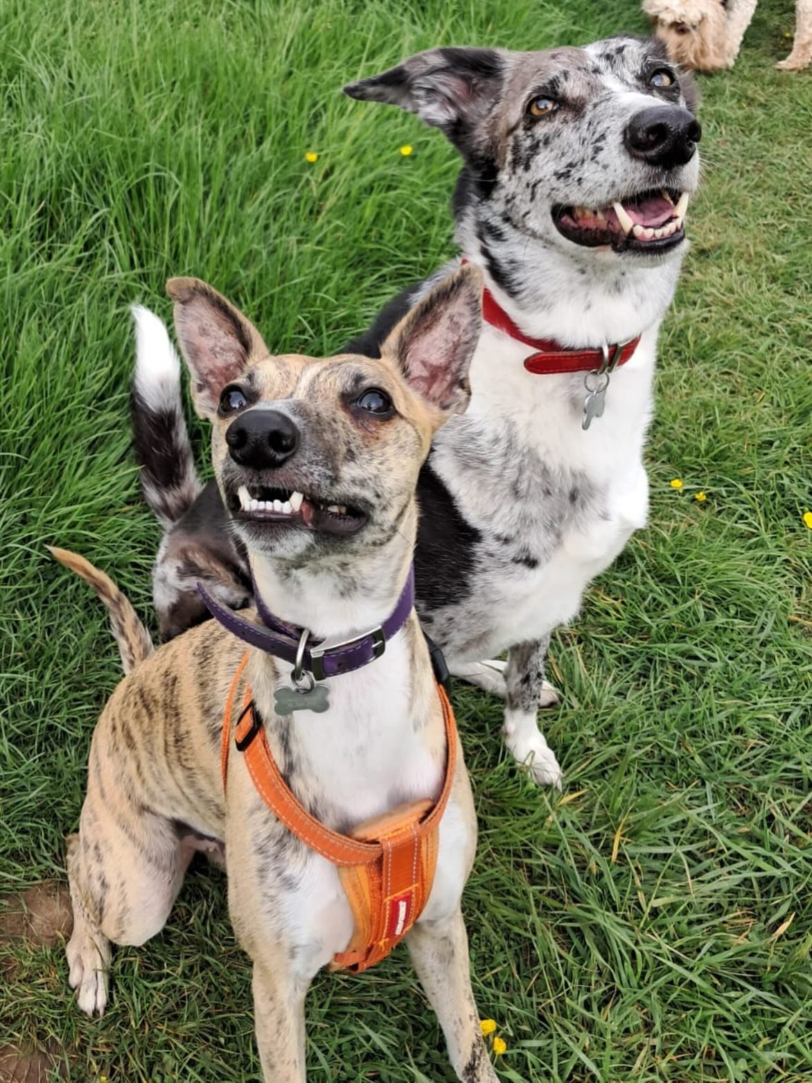 Because just LOOK AT THE 😍

Poppy + Buddy on point 👌🏽 

#bristol #bristoldogwalker #doglife #brothersister #fortheloveofdogs