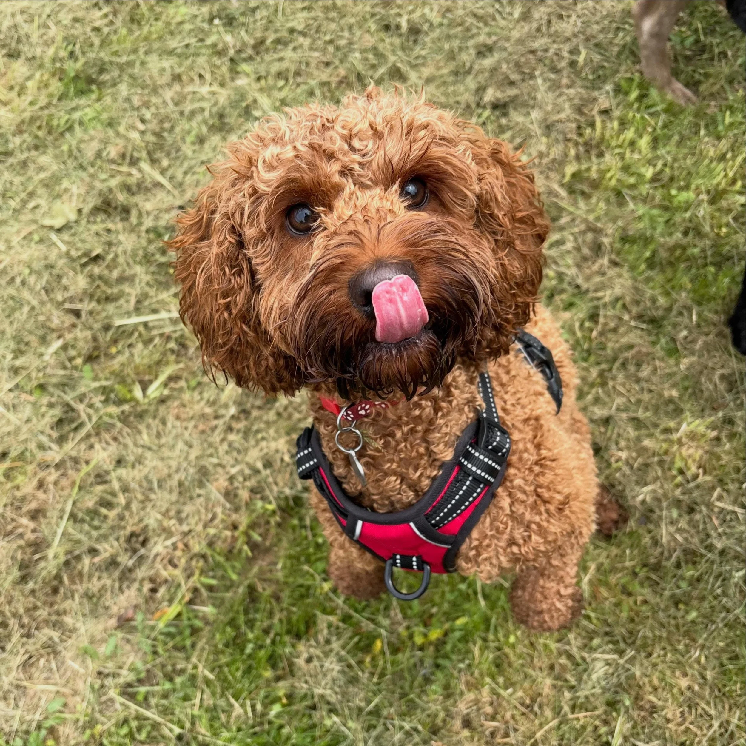 So much joy on our walks today 🙌🏽🙌🏽🙌🏽🙌🏽
#dogwalkerlife #livingtheirbestlives #bristol #gogetem #dogsofinstagram