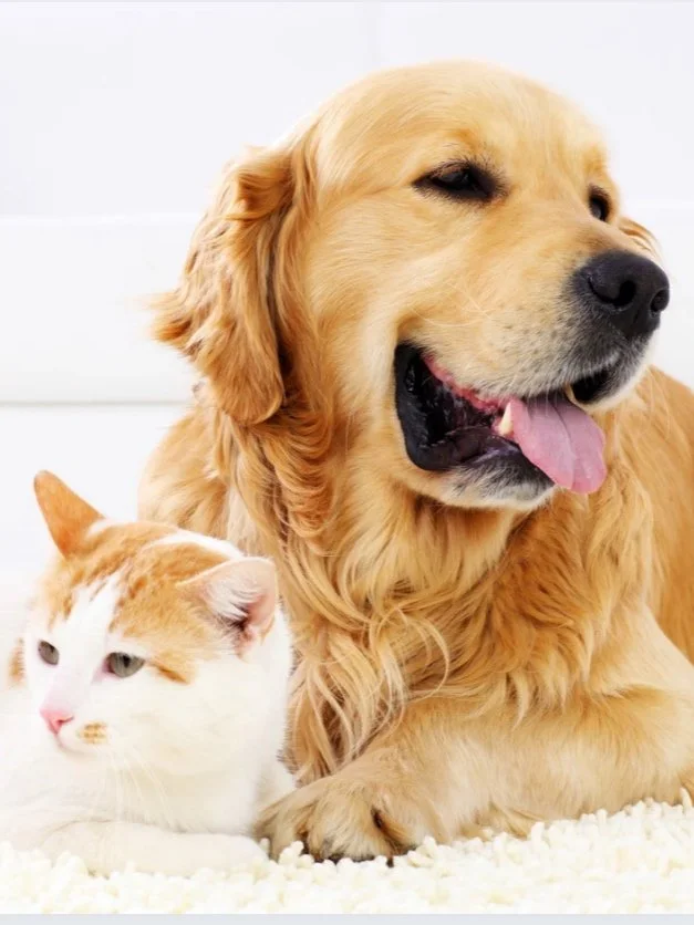 Golden retriever dog lying on white carpet next to a white and orange tabby cat on a white background.
