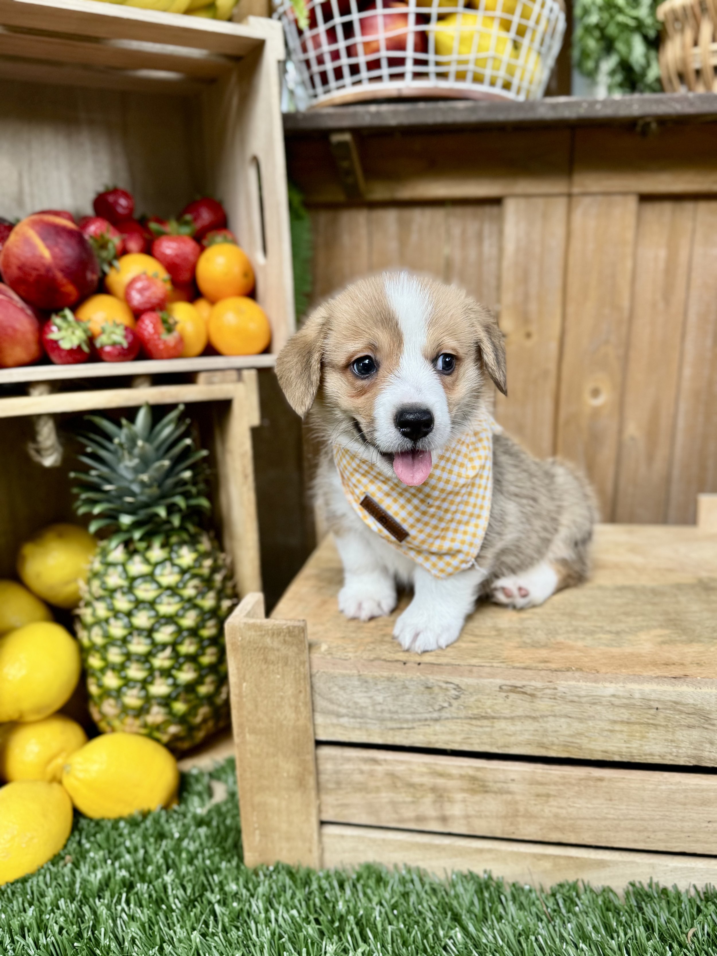 Biscuit