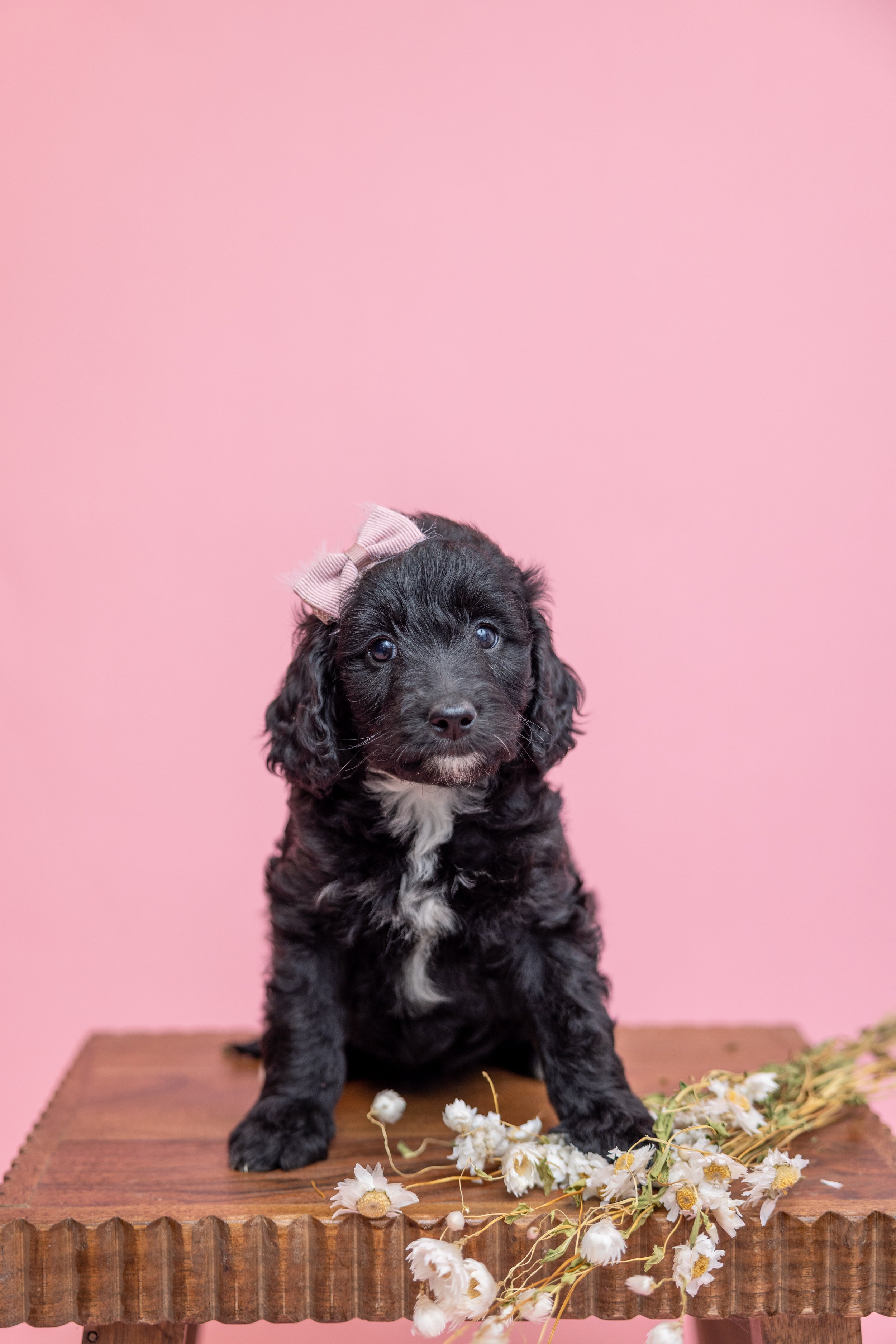 Daisy