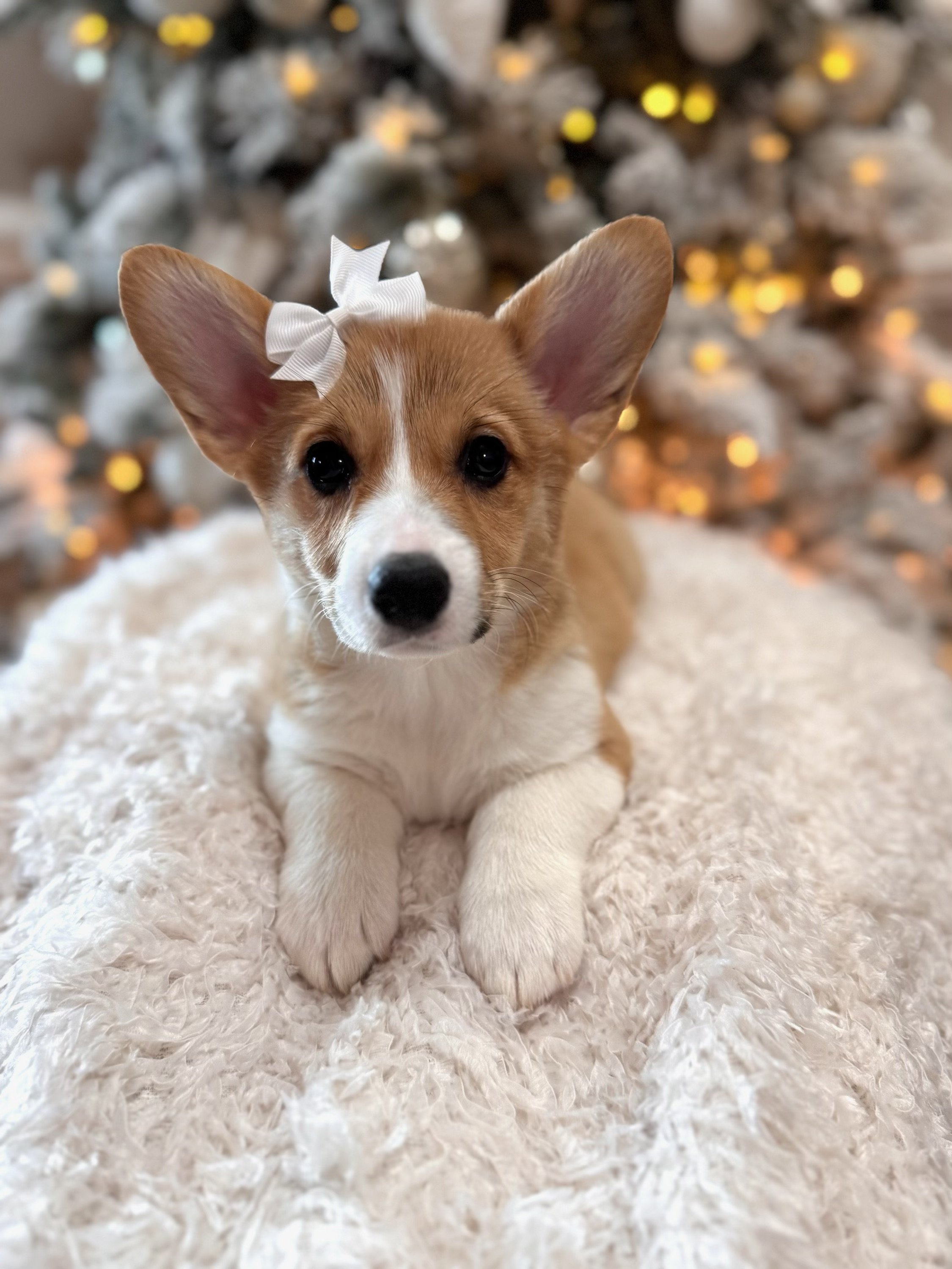 A cute, small puppy with large ears, tan and white fur, sitting on a white cushion on a sofa, wearing a green checkered bandana.