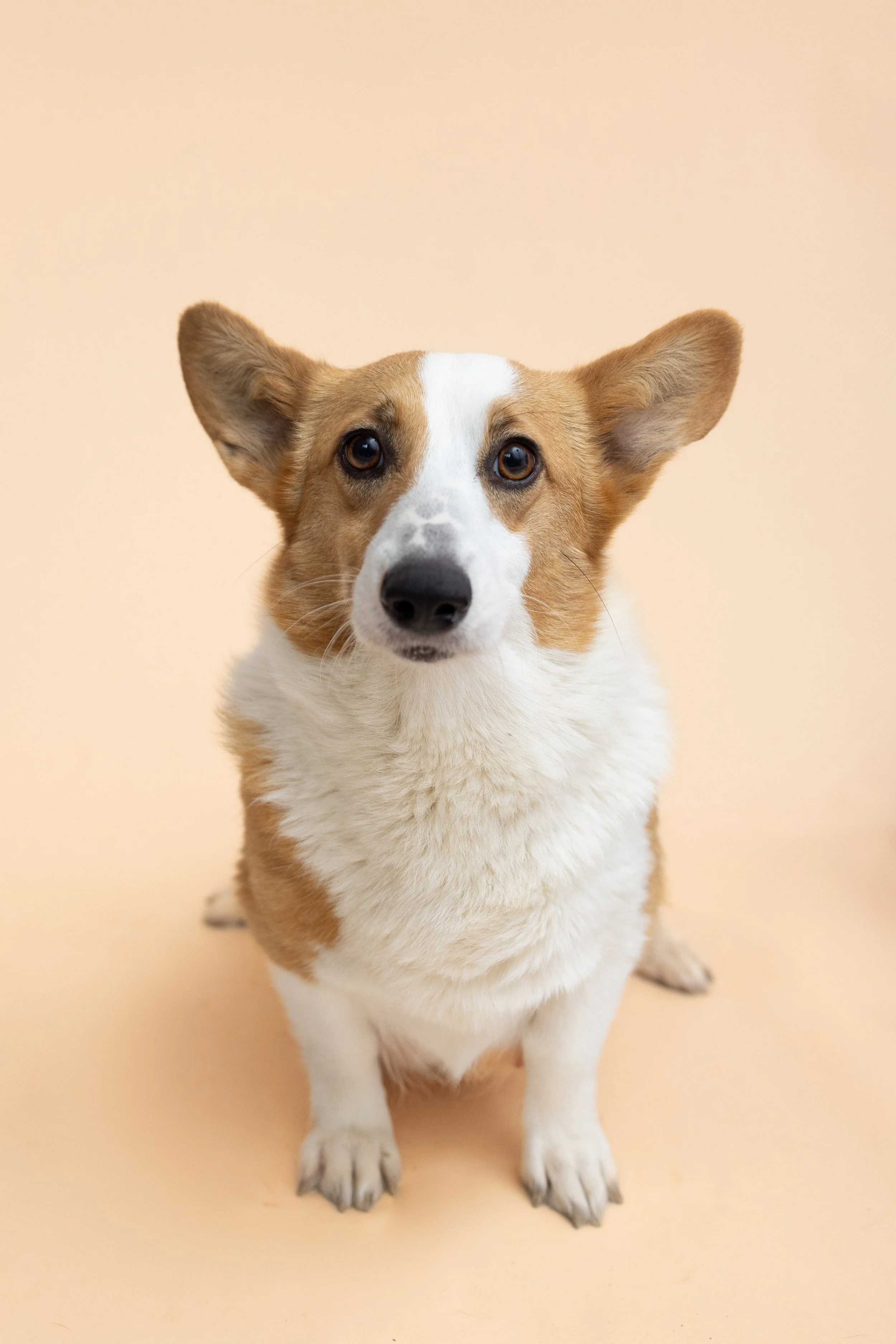 Corgi dog sitting on a light peach background