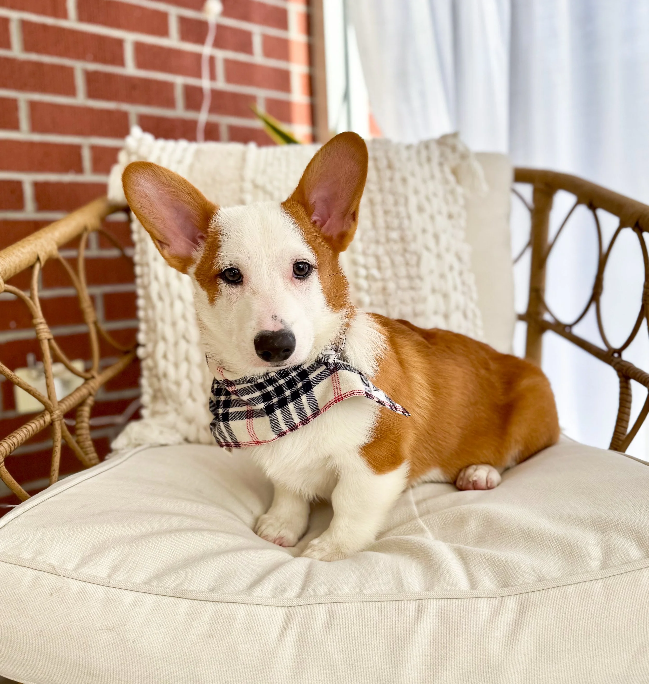 A cute puppy with large ears, sitting on a cream-colored sofa, wearing a patterned bandana and a small bow on its head, in a cozy indoor setting.