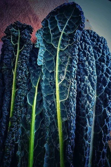 Close-up of dark purple kale leaves with green stems.