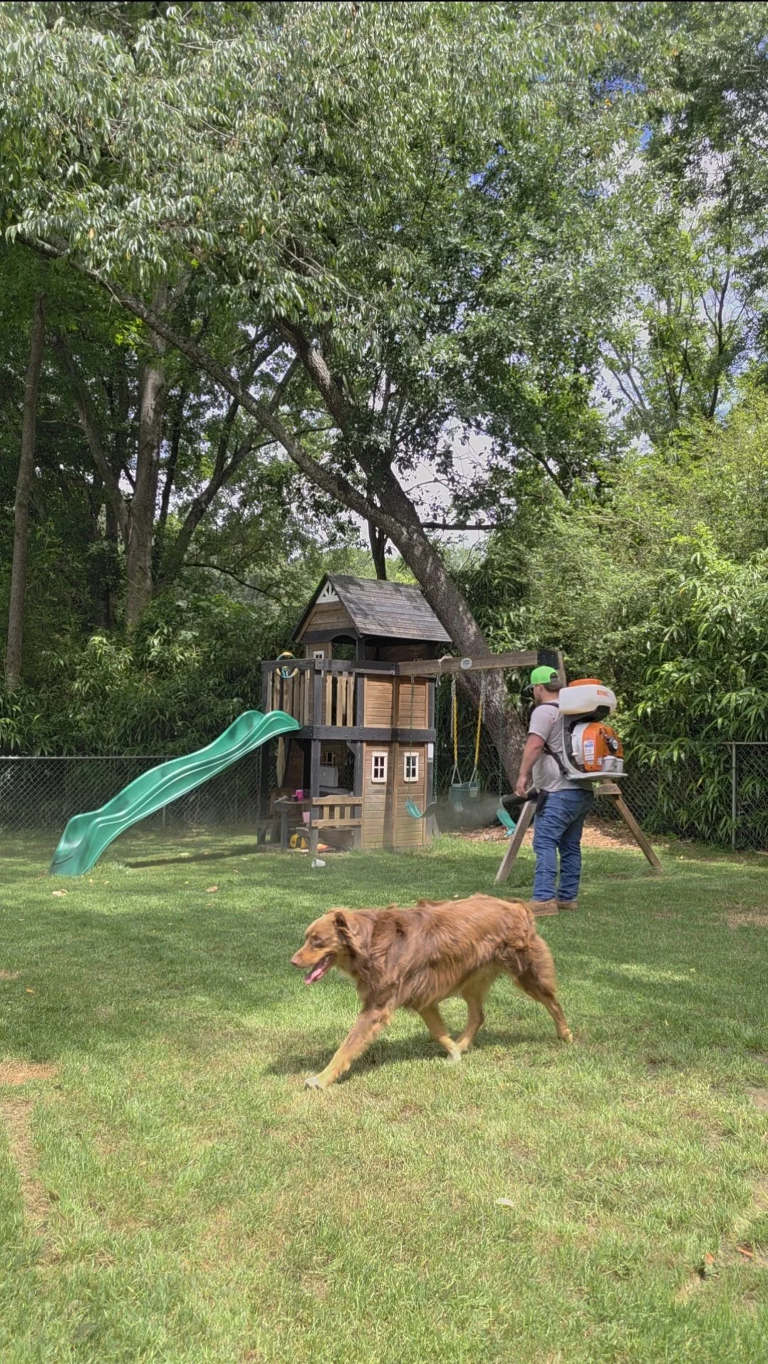 A man wearing a green cap and white shirt is using a mosquito fogger on a green lawn in a backyard with a wooden playset for children, a green slide, trees, and a dog walking on the grass.