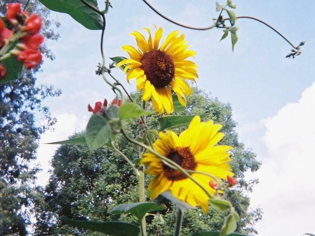Seeds &amp; Cycles of Connection