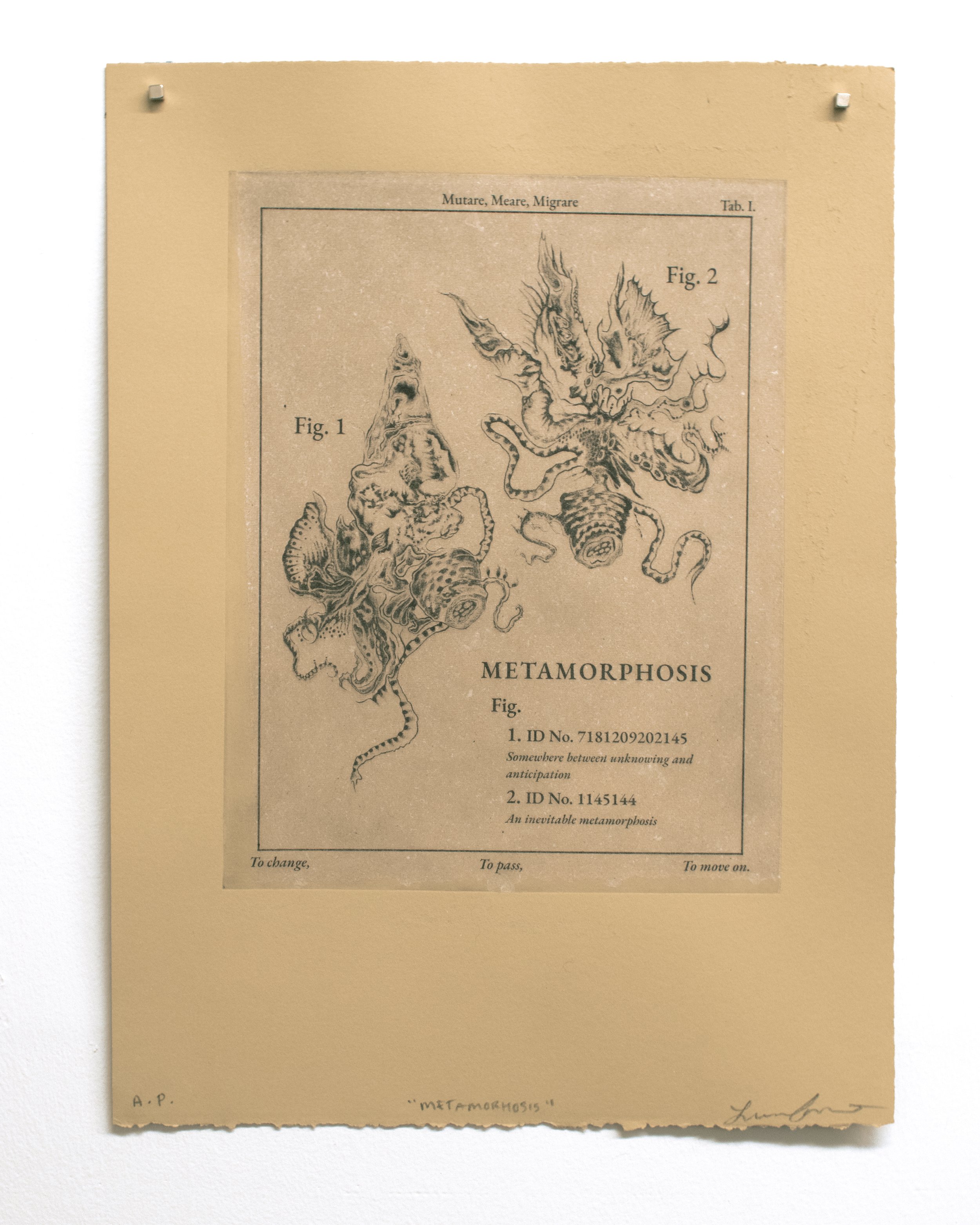 Metamorphosis, Photopolymer plate etching with handmade hemp paper chin colle, 11 x 15” (2024)
