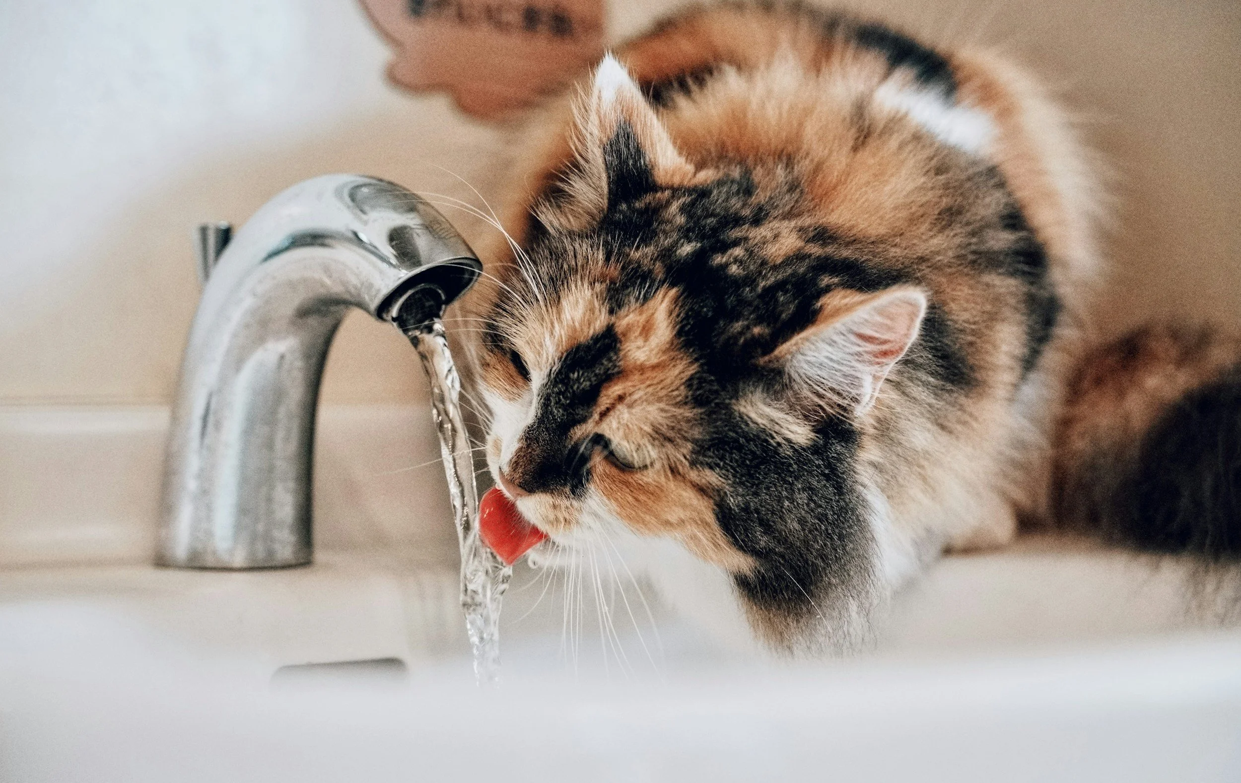 What should Houston homeowners do about tap water quality?