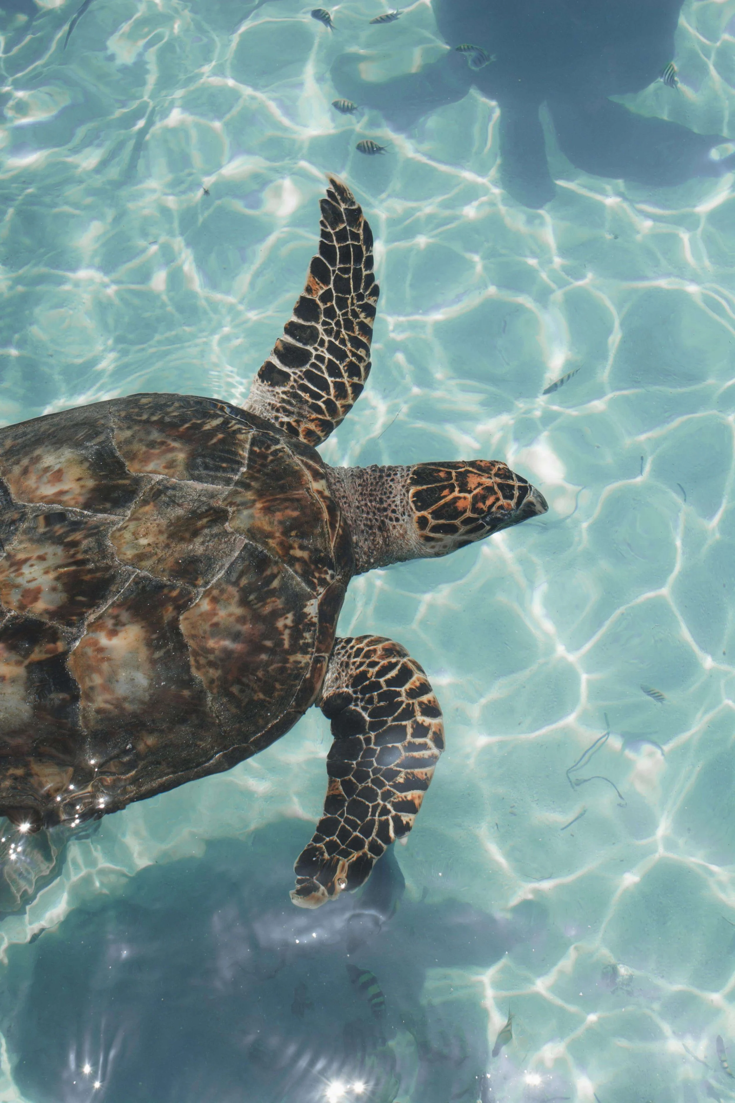 cancun animales turismo.jpg