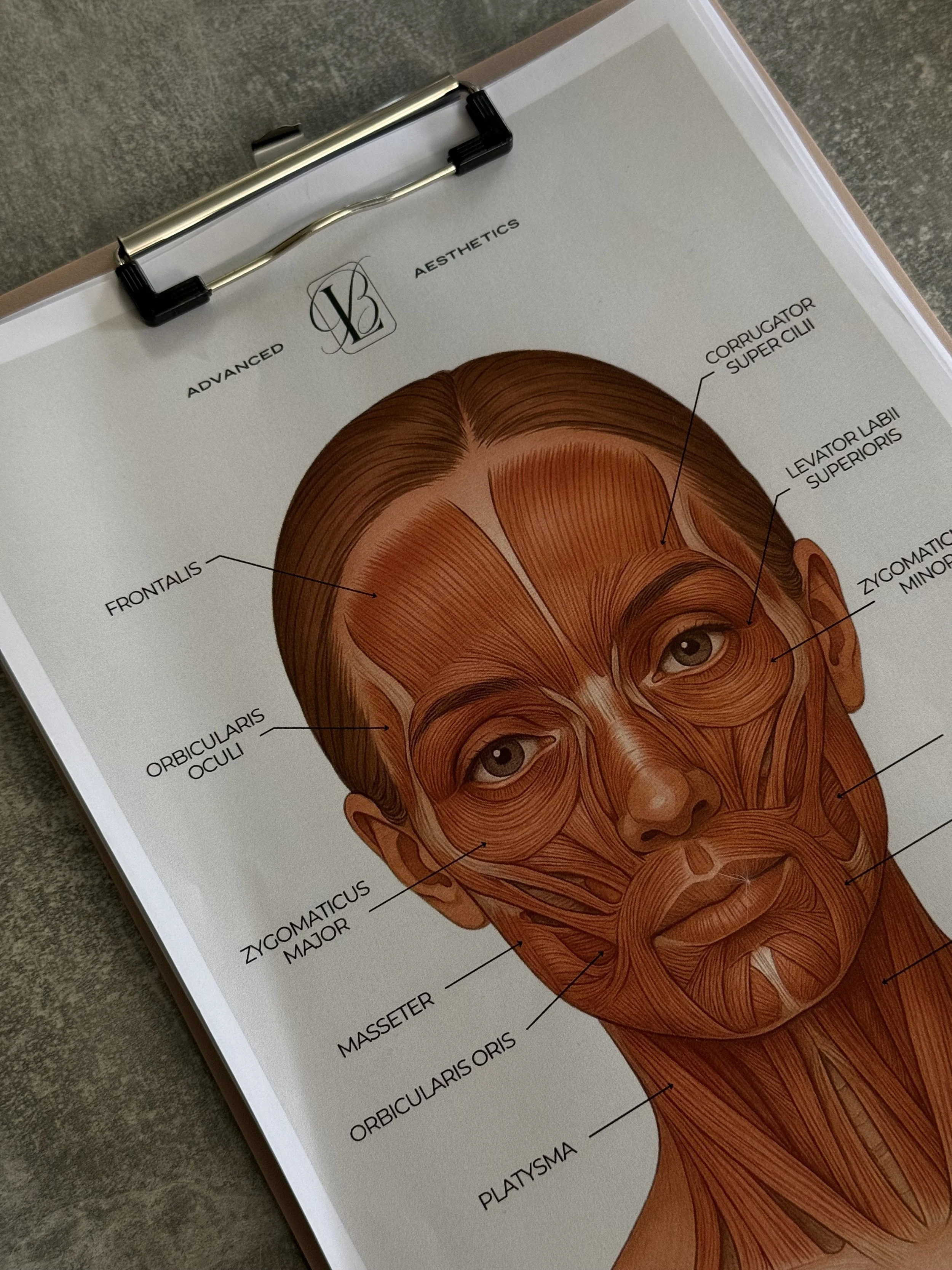 A diagram of the human face showing different muscle groups with labeled text, including 'Superior', 'Orbicularis Oculi', 'Masseter', 'Zygomatic Major', 'Procerus', 'Frontalis', and 'Occipitalis' on a clipboard resting on a gray surface.