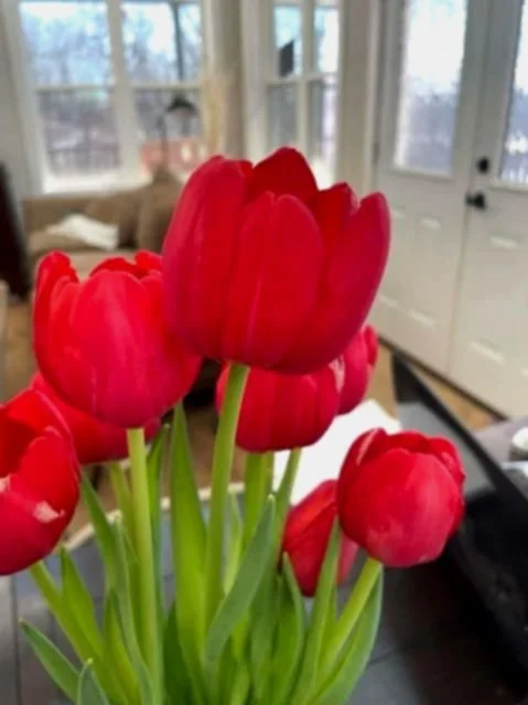 red+tulip+8+bunch.jpg