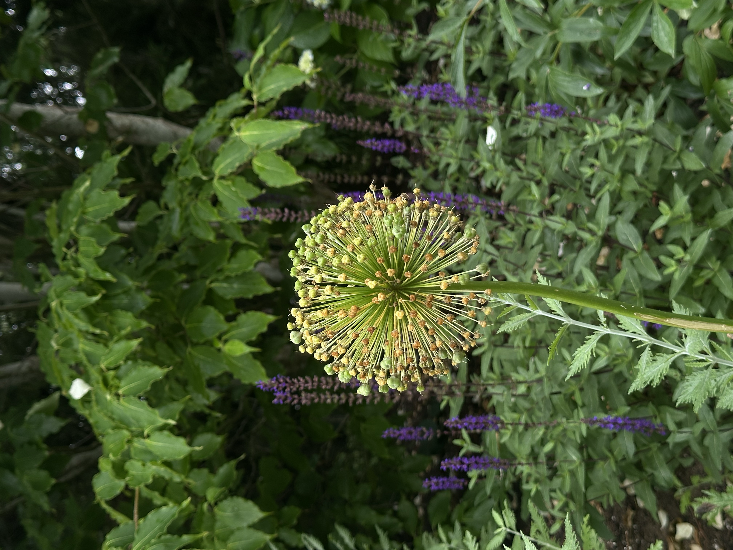 IMG_5674.png