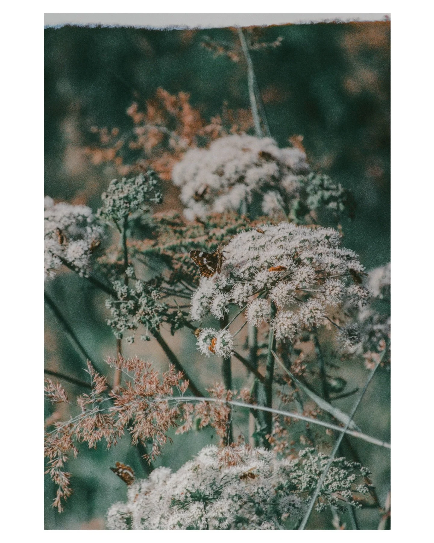 untitled.

📷 Canon F-1
🔎 Canon FD 70-210mm 1:4
🎞️ @reflx_lab 800T
🔬 @labor.brell 

#theanaloguedispatch #filmfeed #filmphotography #naturephotography #butterfly