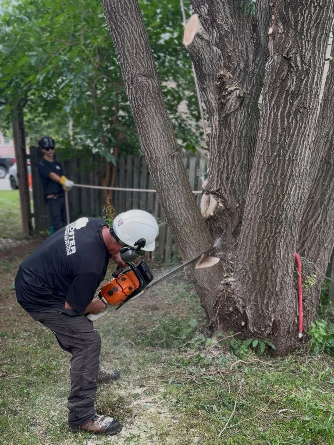 Lidster crew trimming a large tree to fit the property better