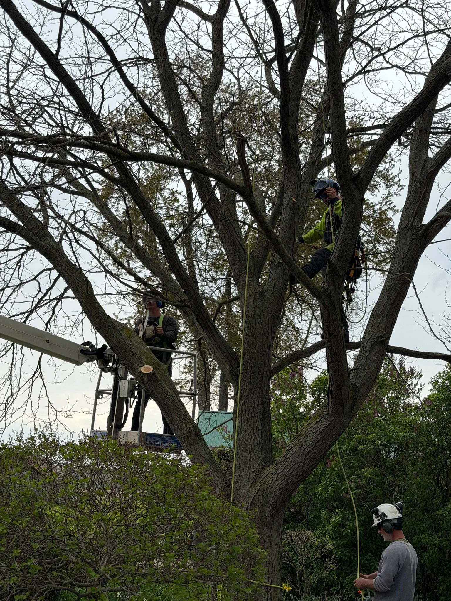 Why Annual Pruning Is One of the Best Investments You Can Make For Your Trees