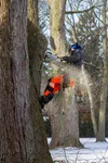 Lidster Tree Service photo 7