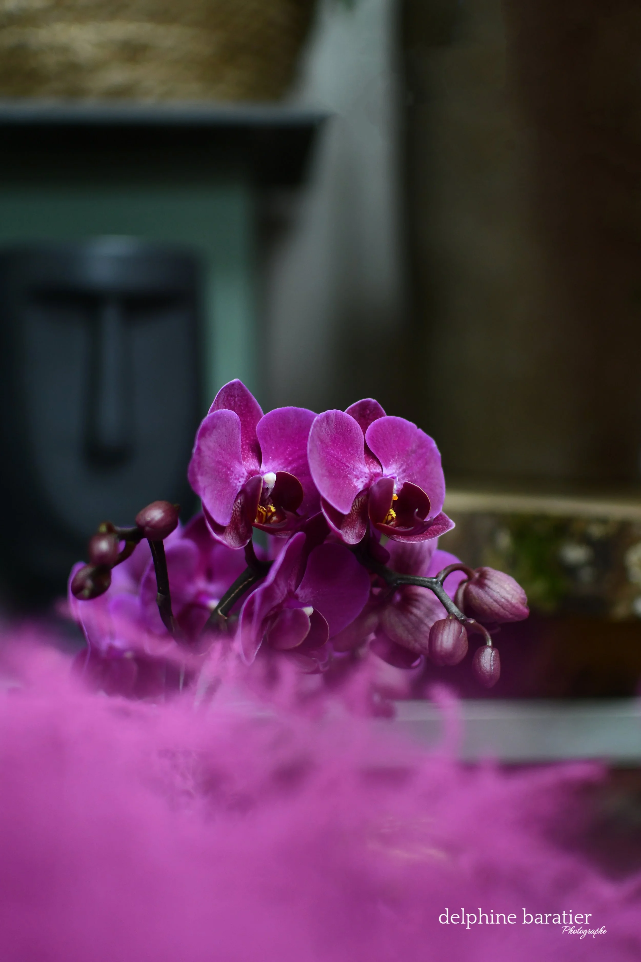 Nymphéa Fleurs - Marie - Photo Delphine Baratier 15.jpg