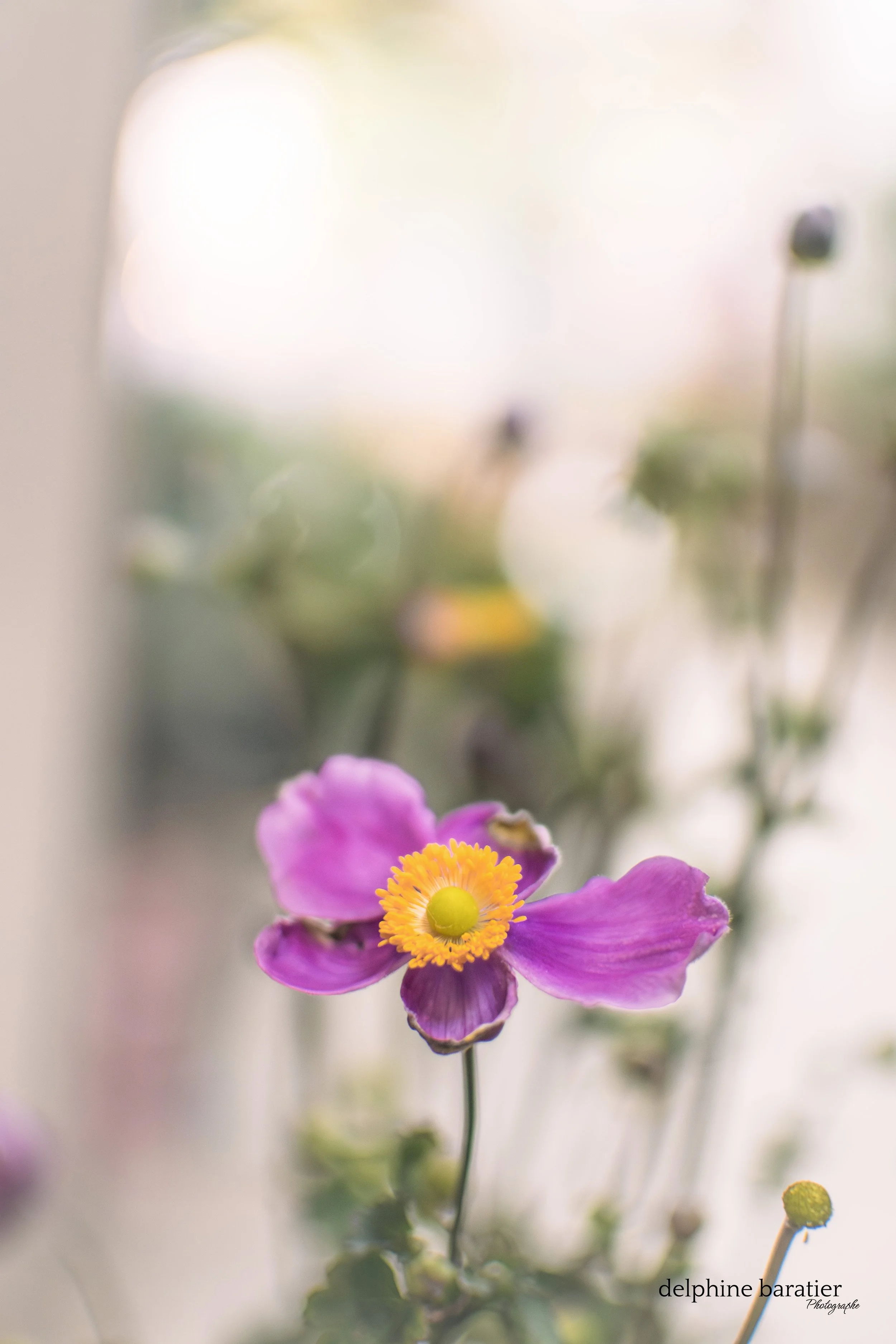 Nymphéa Fleurs - Marie - Photo Delphine Baratier 4.jpg