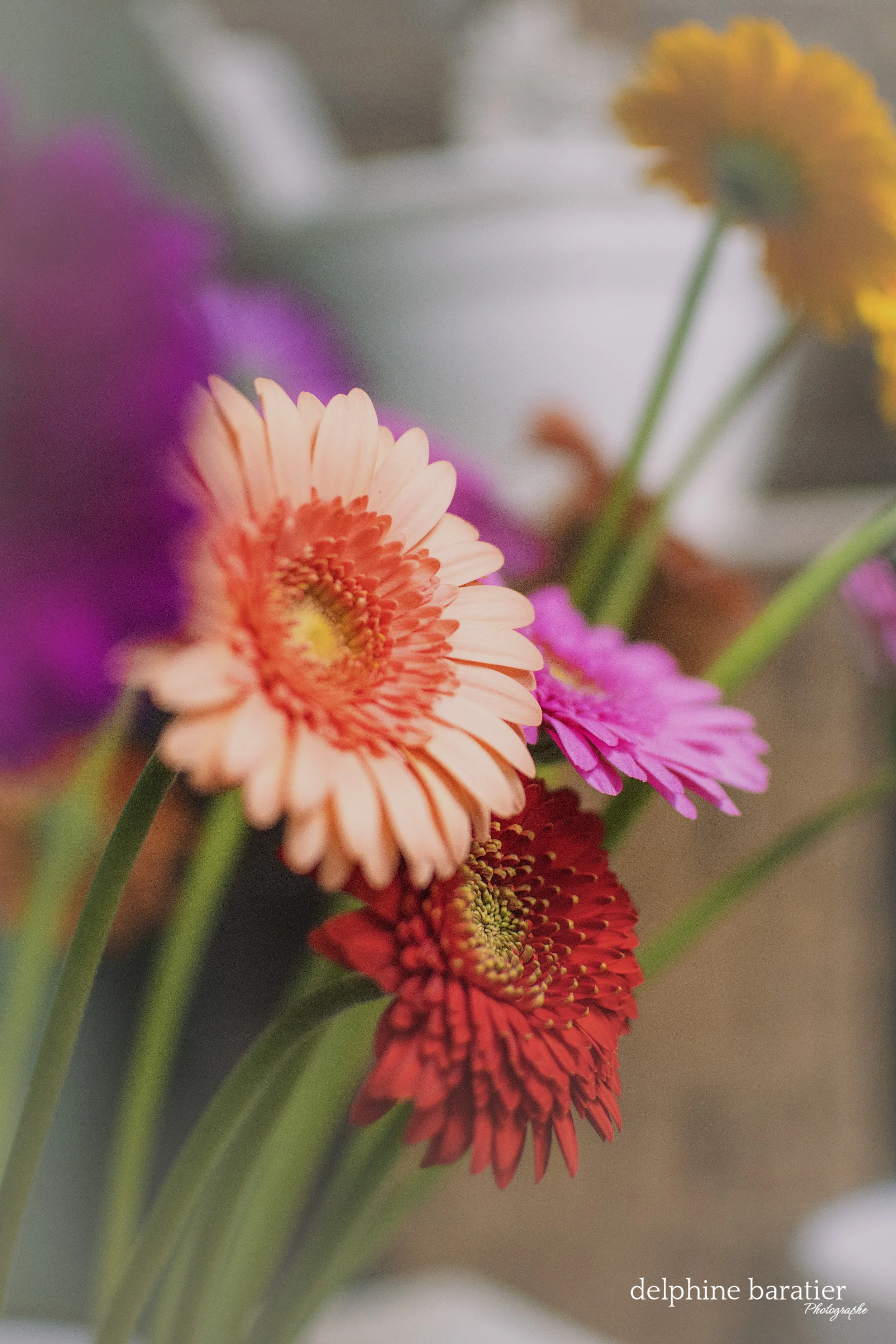 Nymphéa Fleurs - Marie - Photo Delphine Baratier 2.jpg