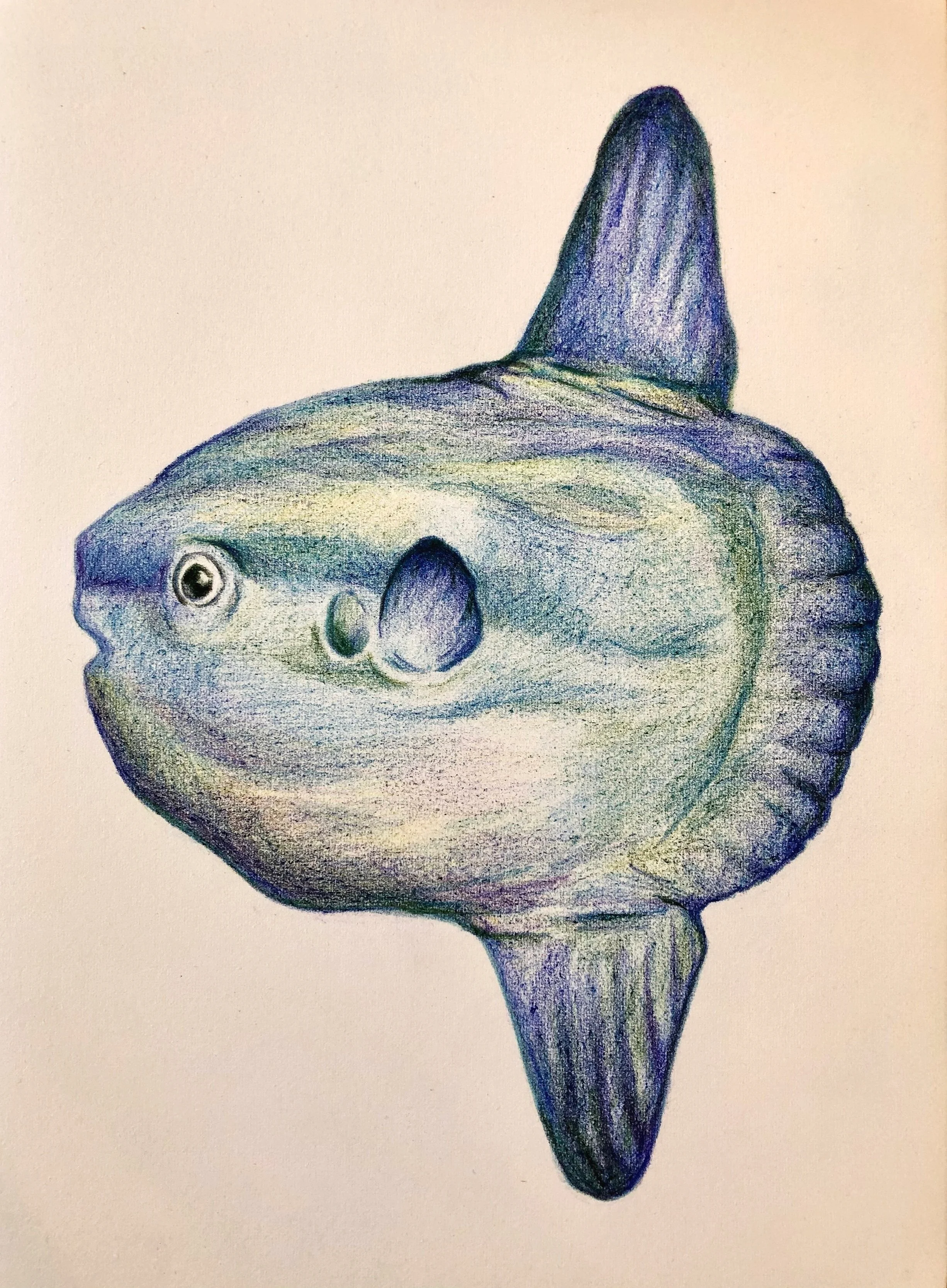 Colored Pencil Sunfish on Paper