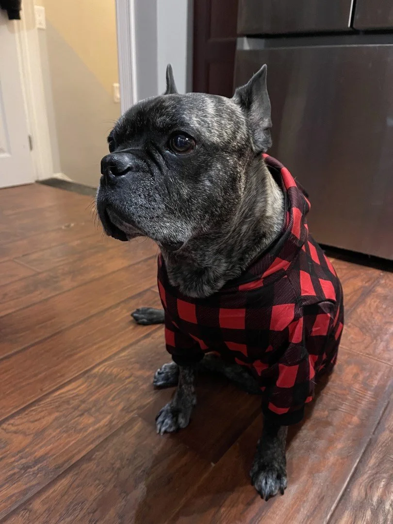 Trailblazer Pup Hoodie