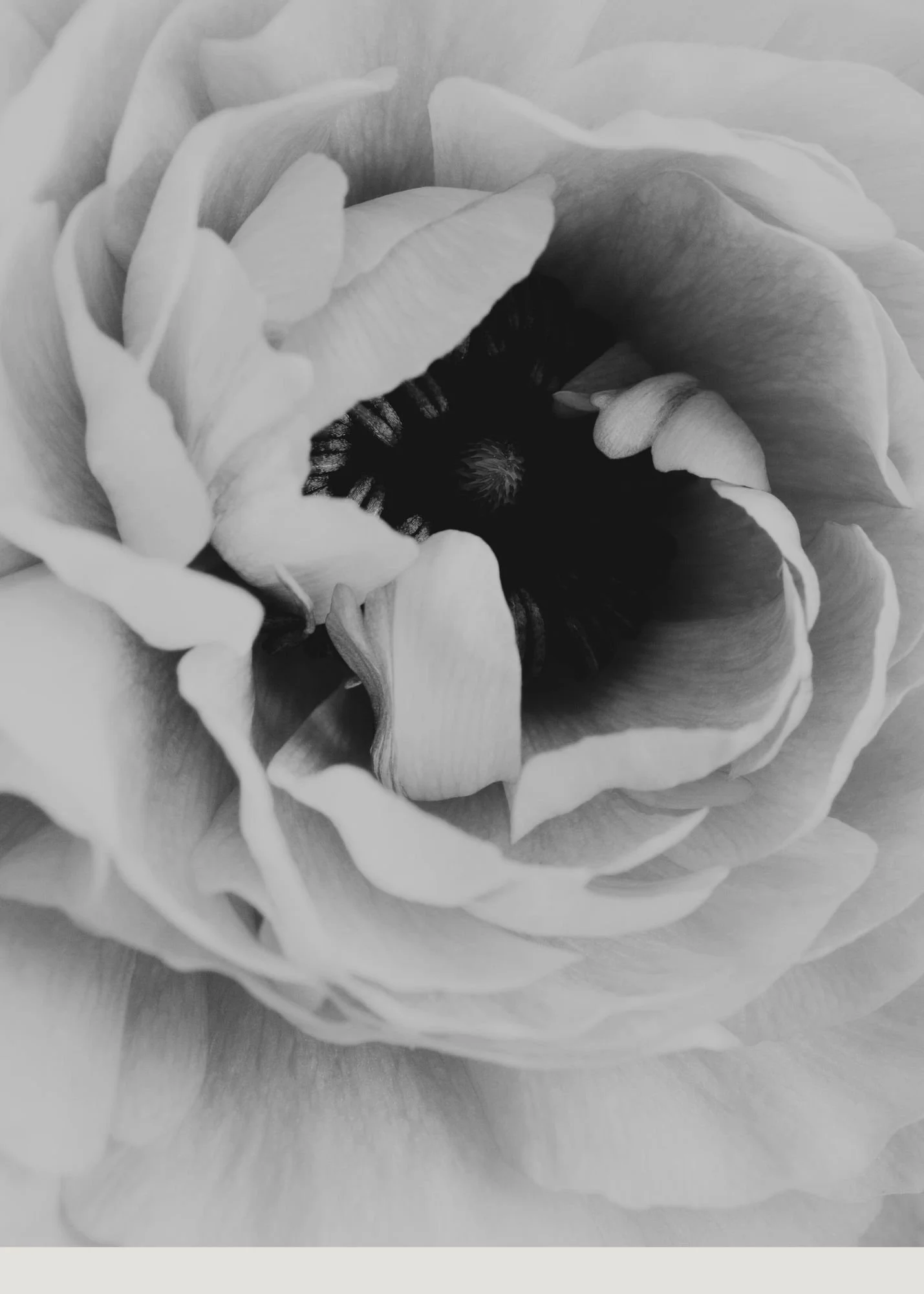 Close-up of a black and white flower with detailed petals.