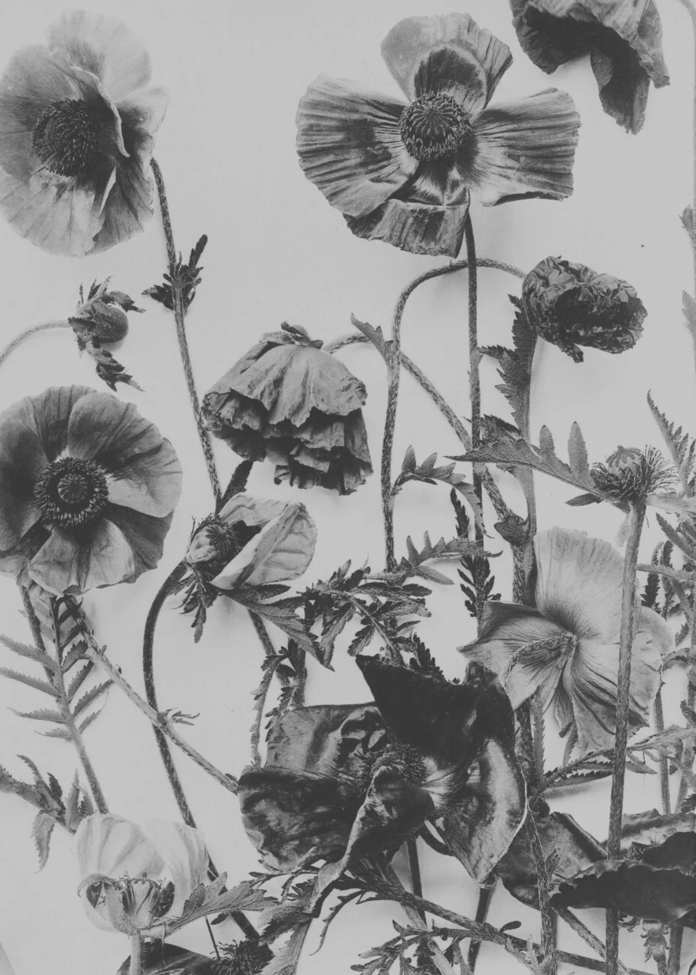 Black and white photo of poppy flowers with delicate petals and detailed foliage.
