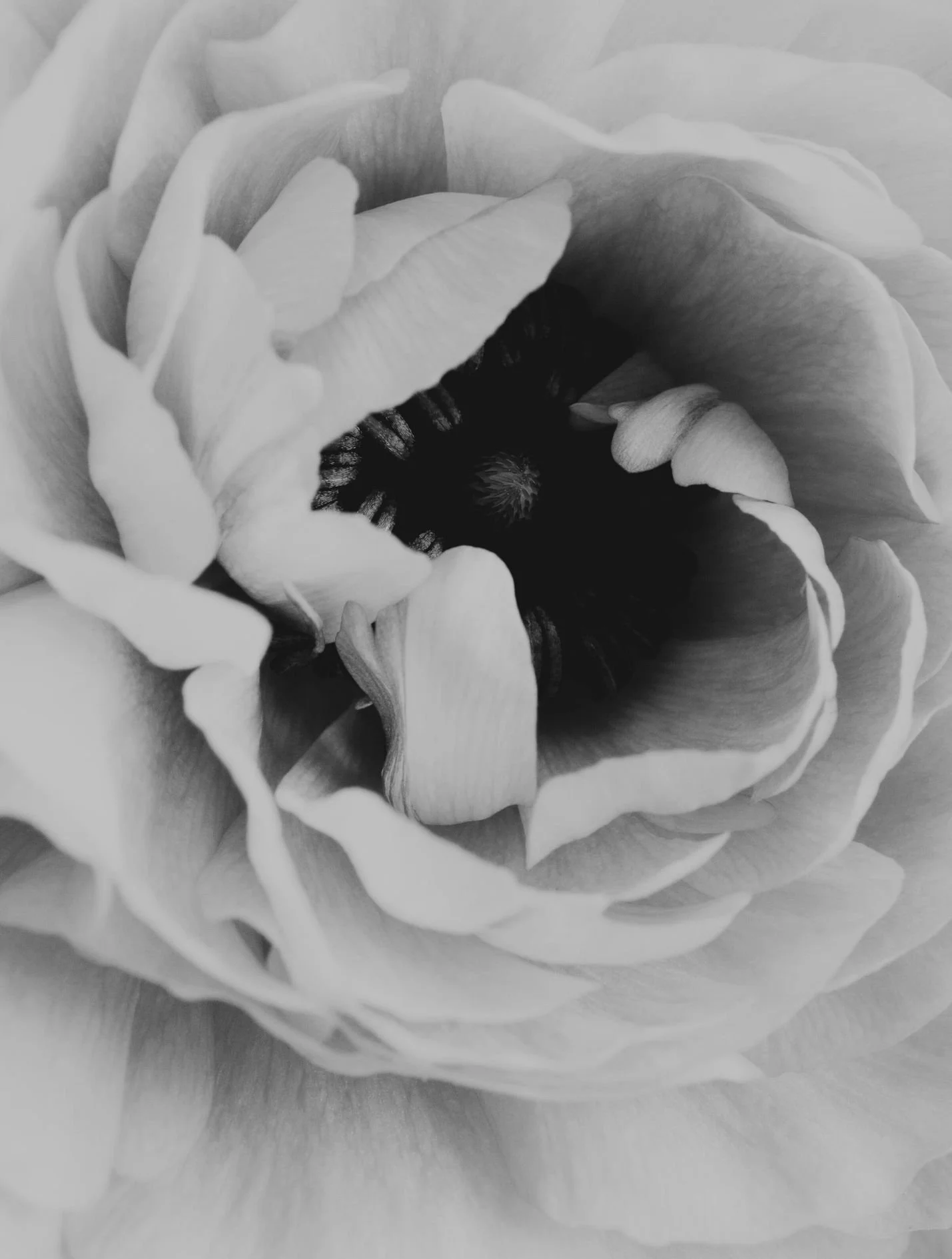Close-up black and white photo of a flower with textured petals and a detailed center.