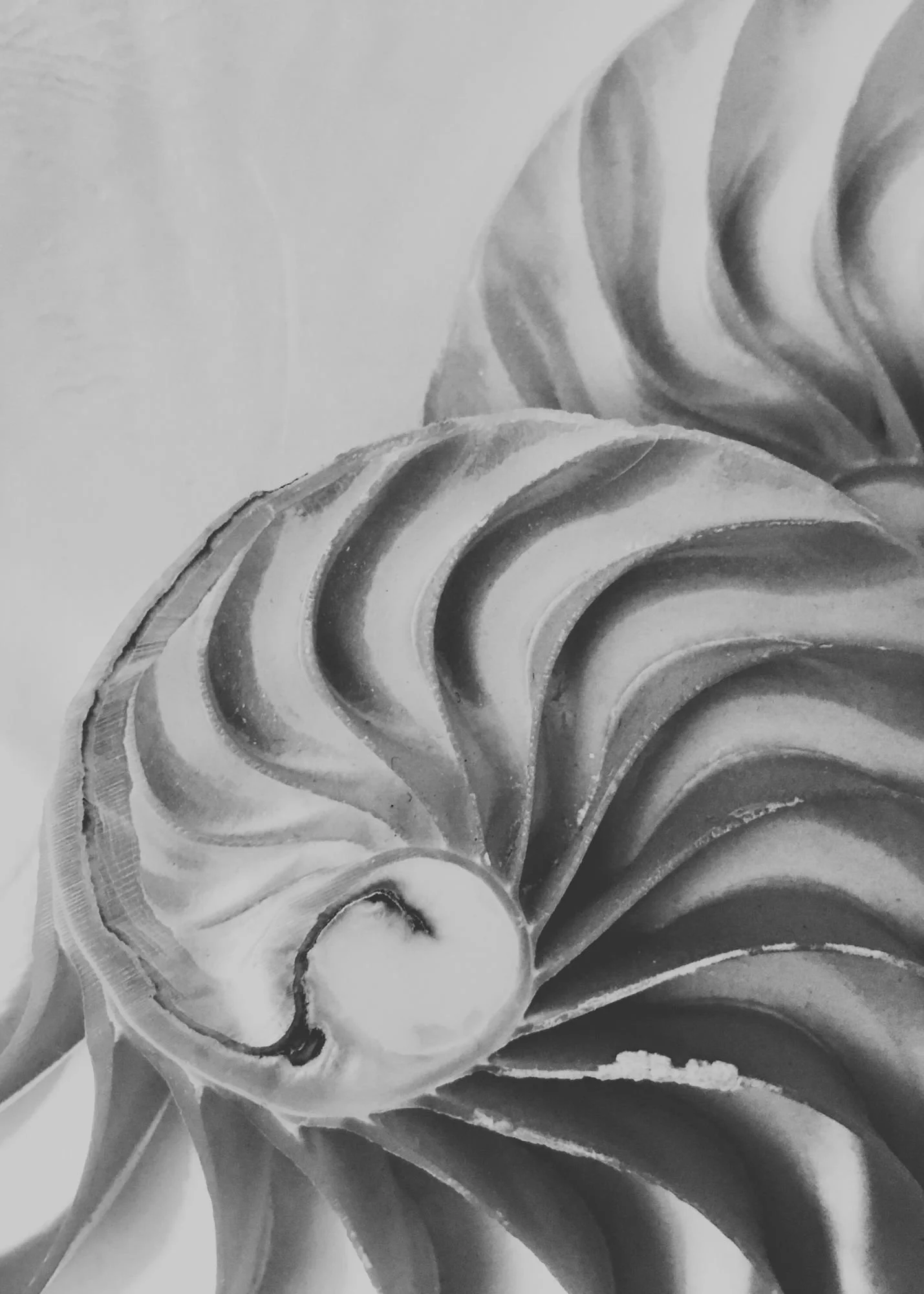 Black and white close-up of a spiral seashell with intricate, curved patterns.