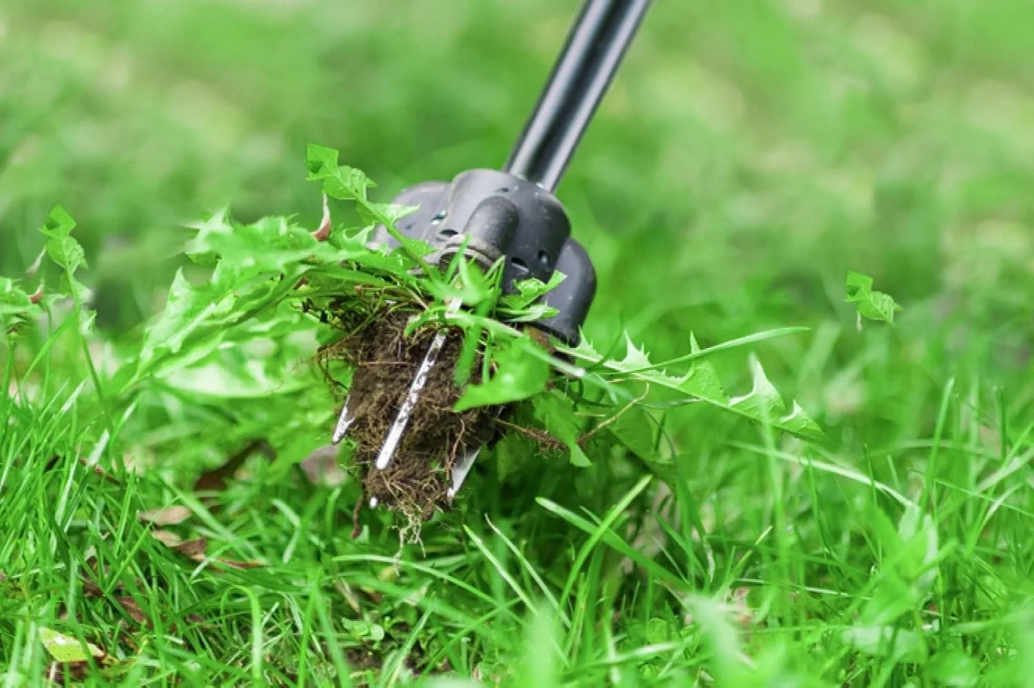 Close-up of a weed removing tool extracting a dandelion from grass.