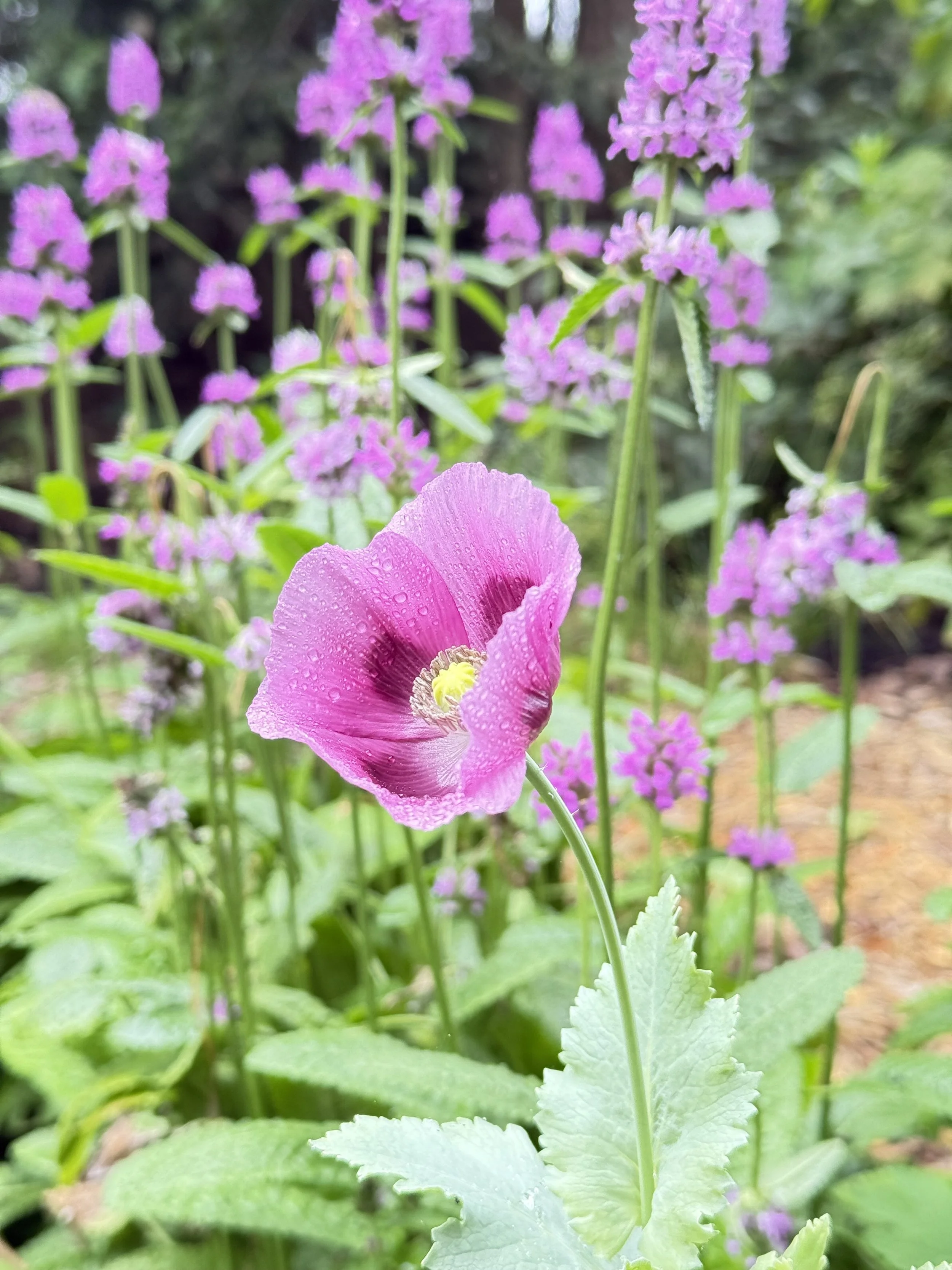 Close-up of a pink poppy flower with dew drops on its petals, surrounded by purple flowers and green foliage in a garden.