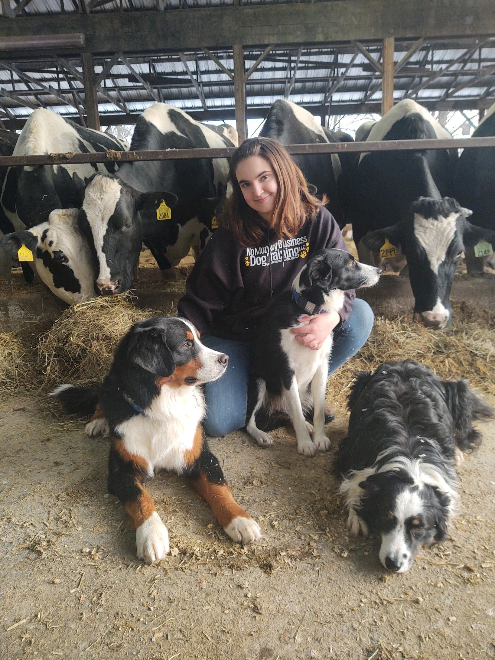 A woman kneeling with three dogs in a barn with cows in the background.