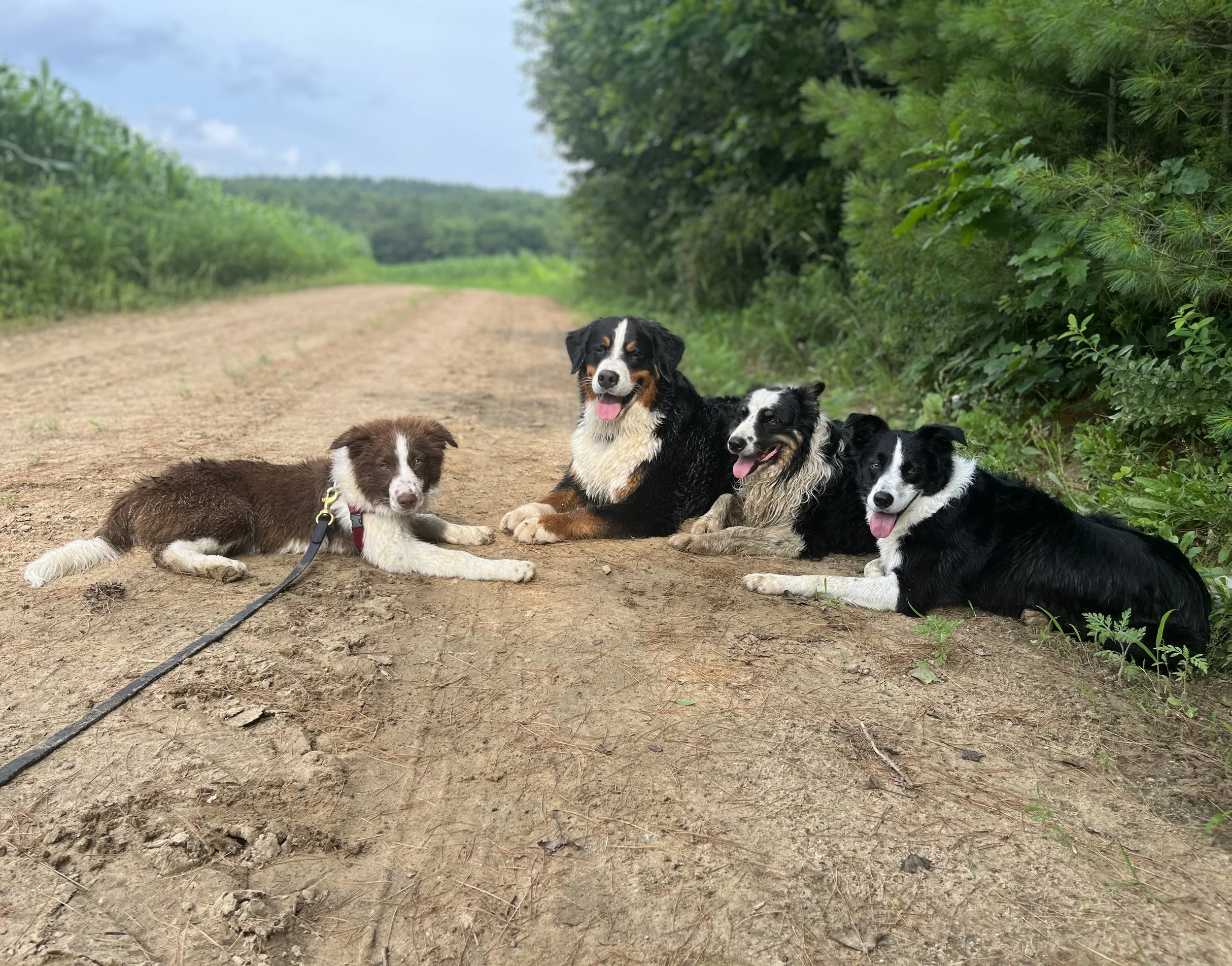 Four dogs lying on a dirt path surrounded by green trees and plants during daytime, with one puppy on a leash and three adult dogs, all with wet fur and happy expressions.