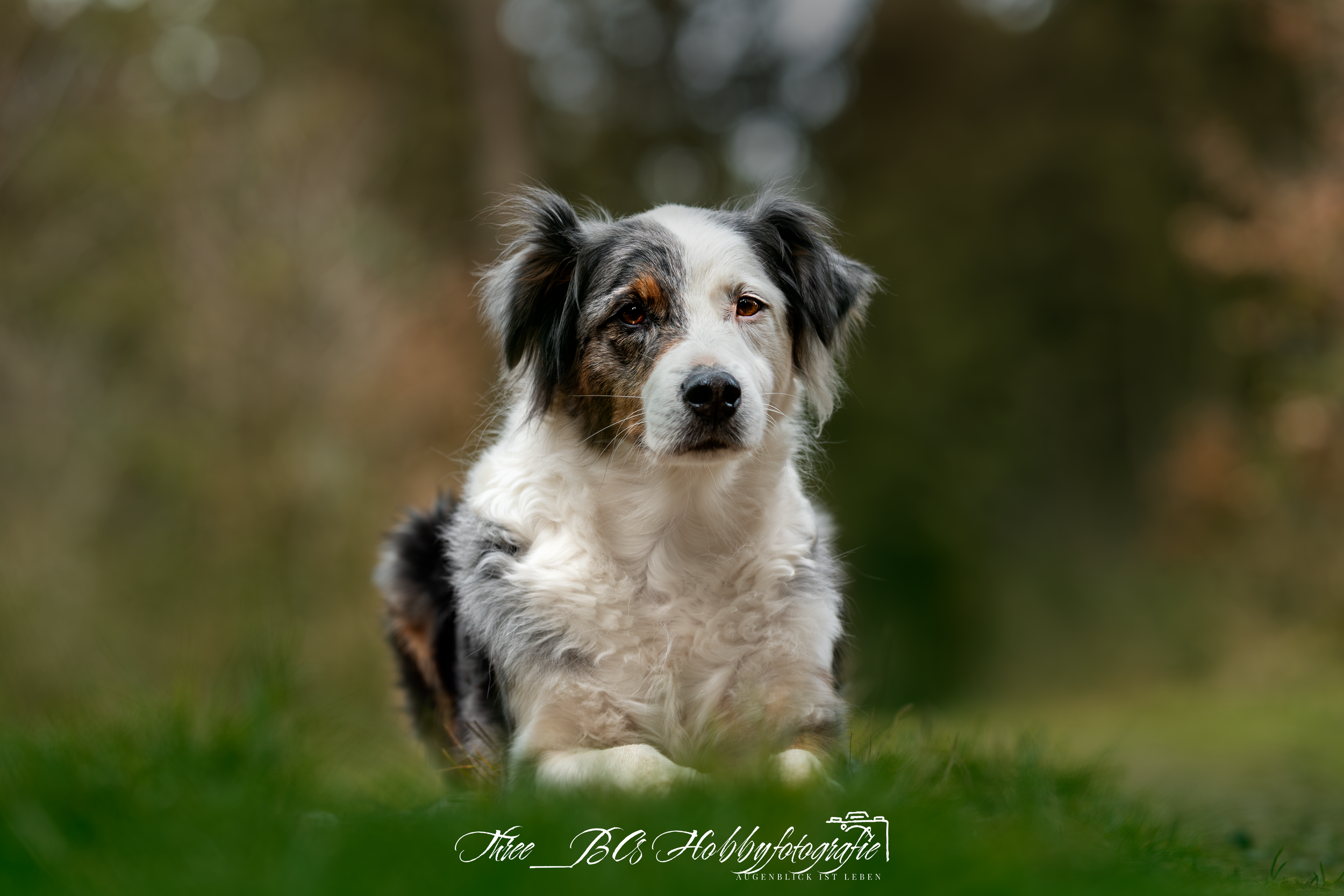 Ein Hund liegt im Gras vor einem unscharfen Hintergrund.