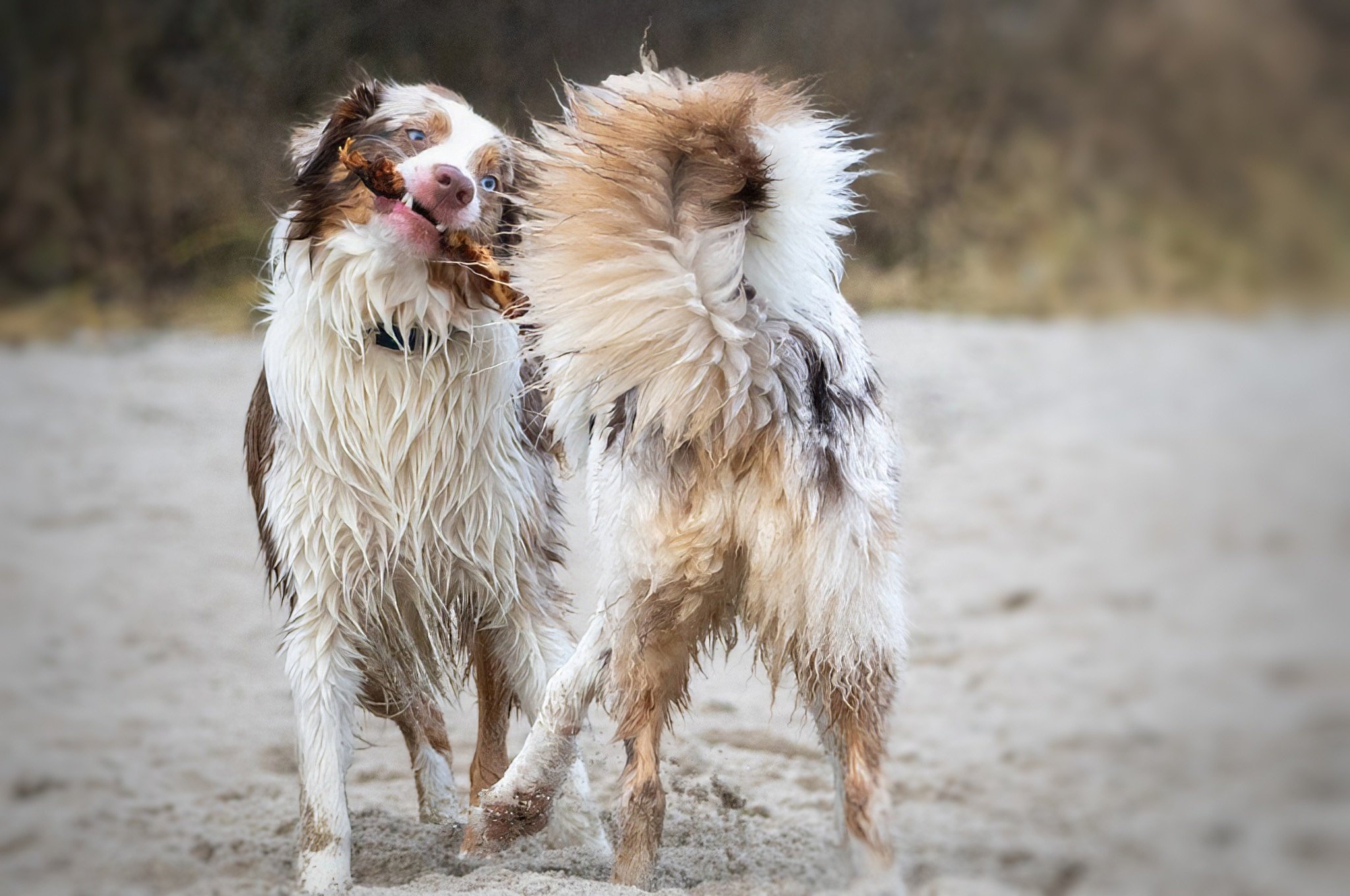 Zwei Hunde spielen am Strand, einer hält einen Stock im Maul.