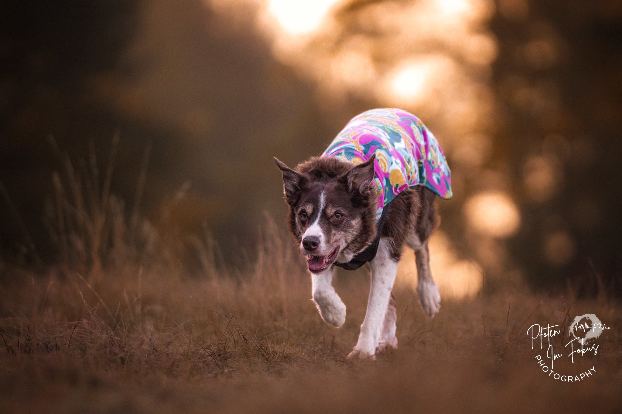 Ein Hund in einem bunten Mantel rennt über ein Feld bei Sonnenuntergang.