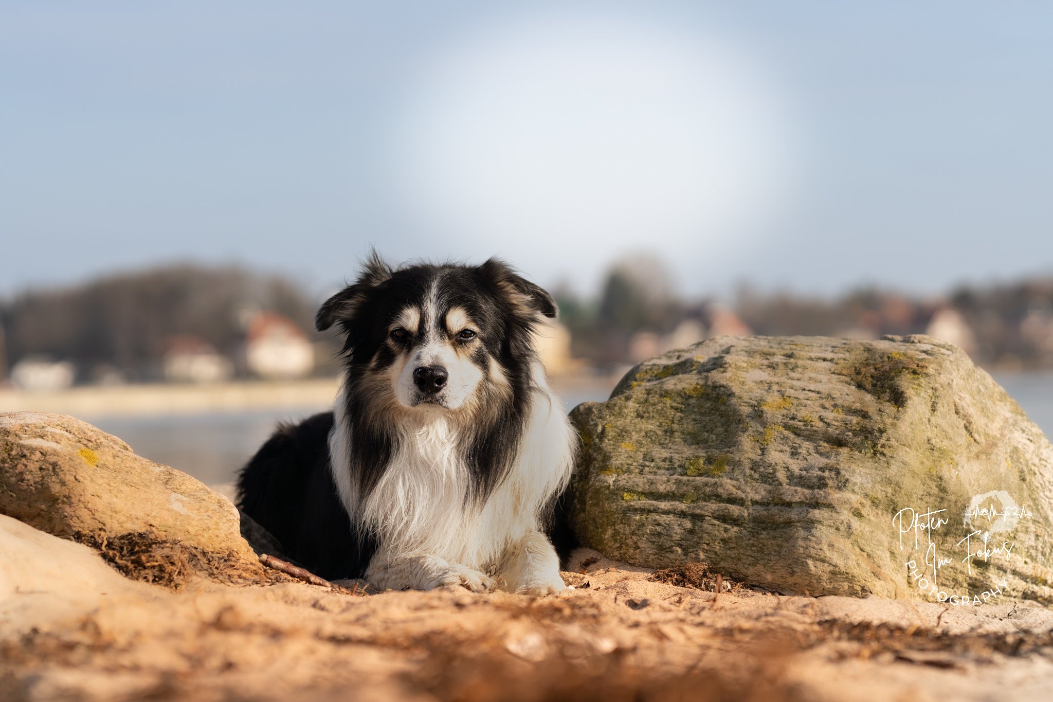 Ein Hund liegt im Vordergrund auf Sand zwischen zwei Steinen, mit ein'em unscharfen Hintergrund aus Bäumen und Gebäuden.