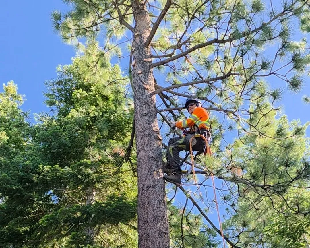 pruning tree climber service tahoe