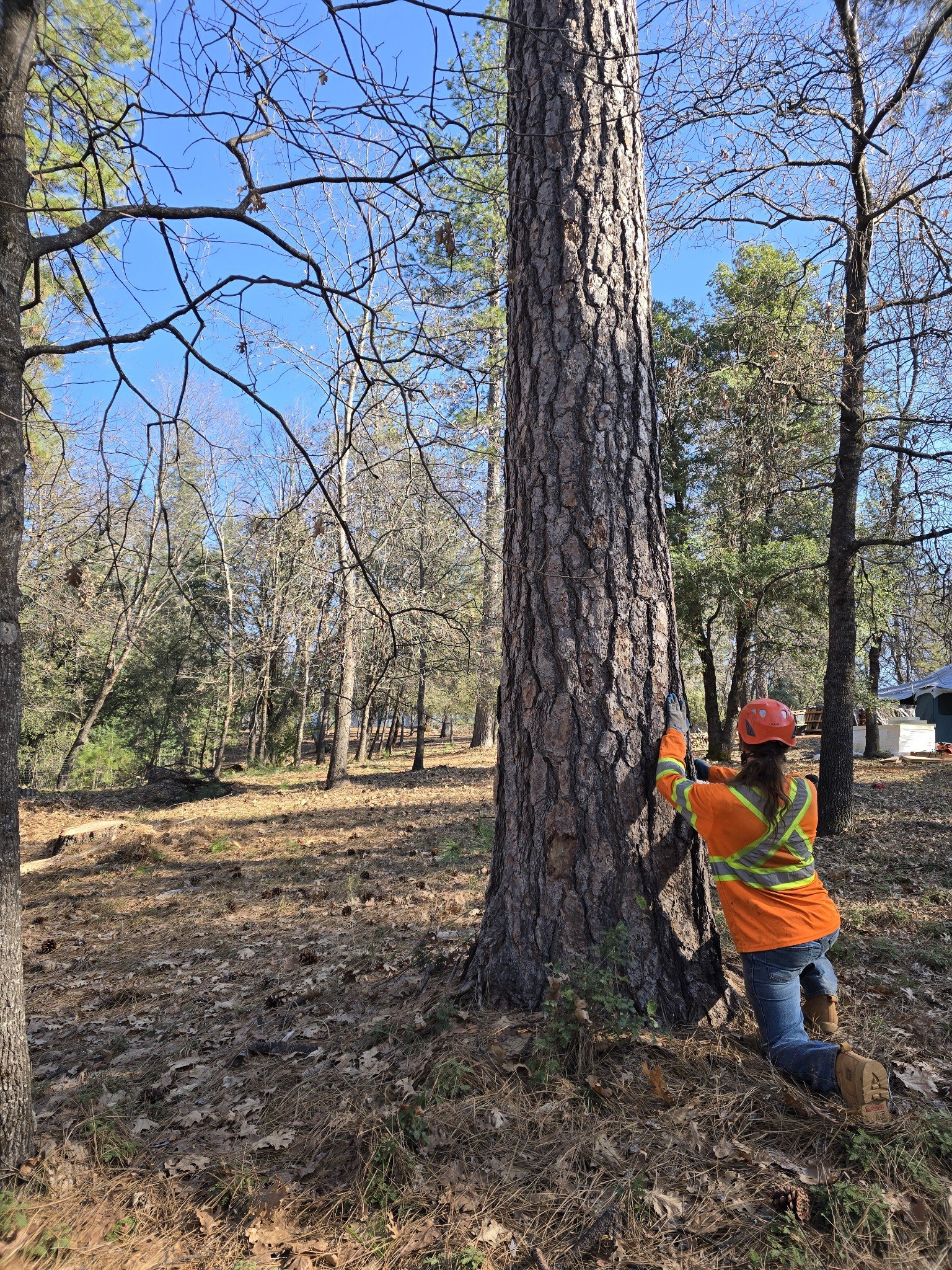 tree removal service tahoe