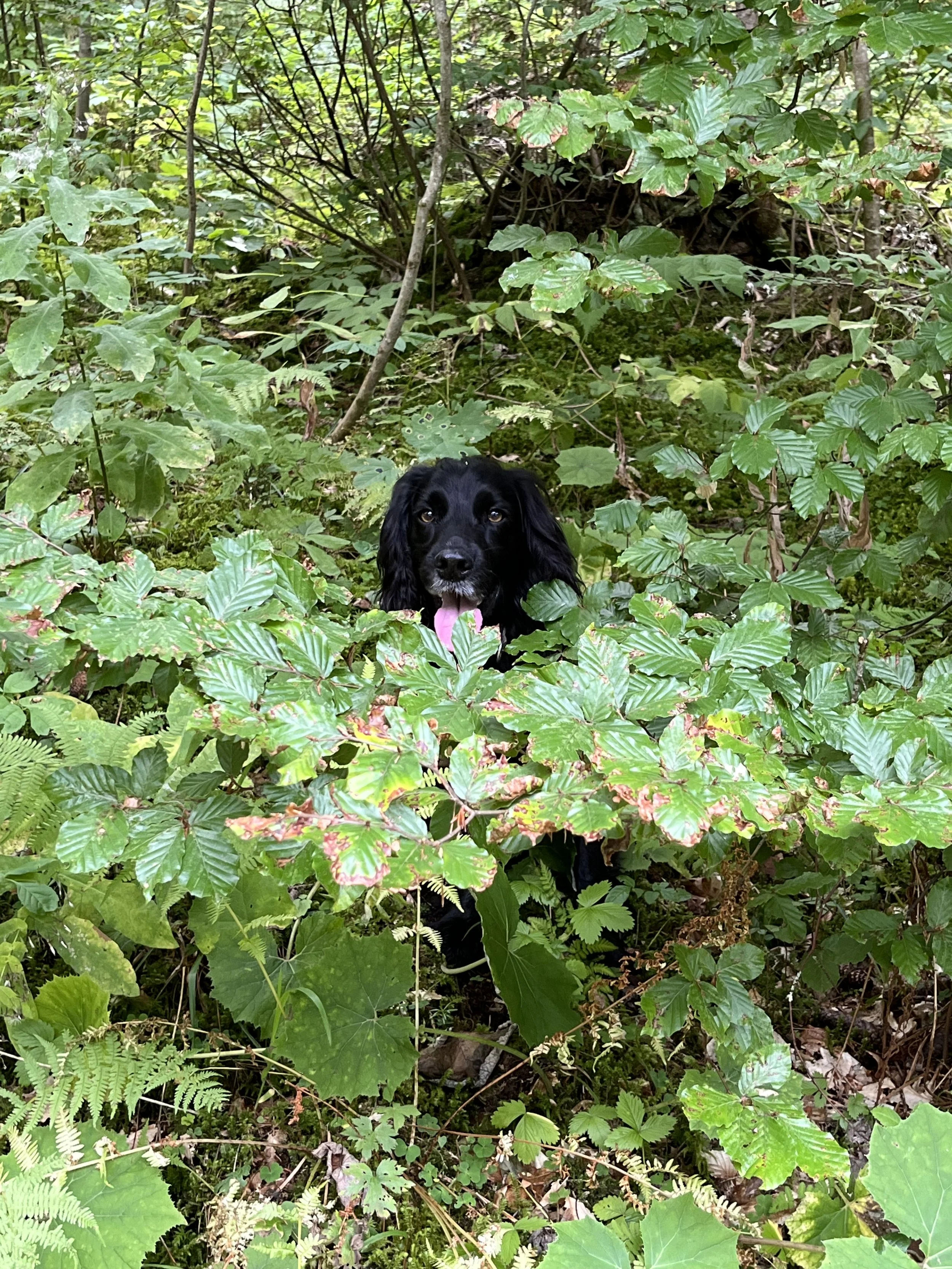 Raffles the Working Cocker Spaniel on a walk with Phil the Dog Mentor.