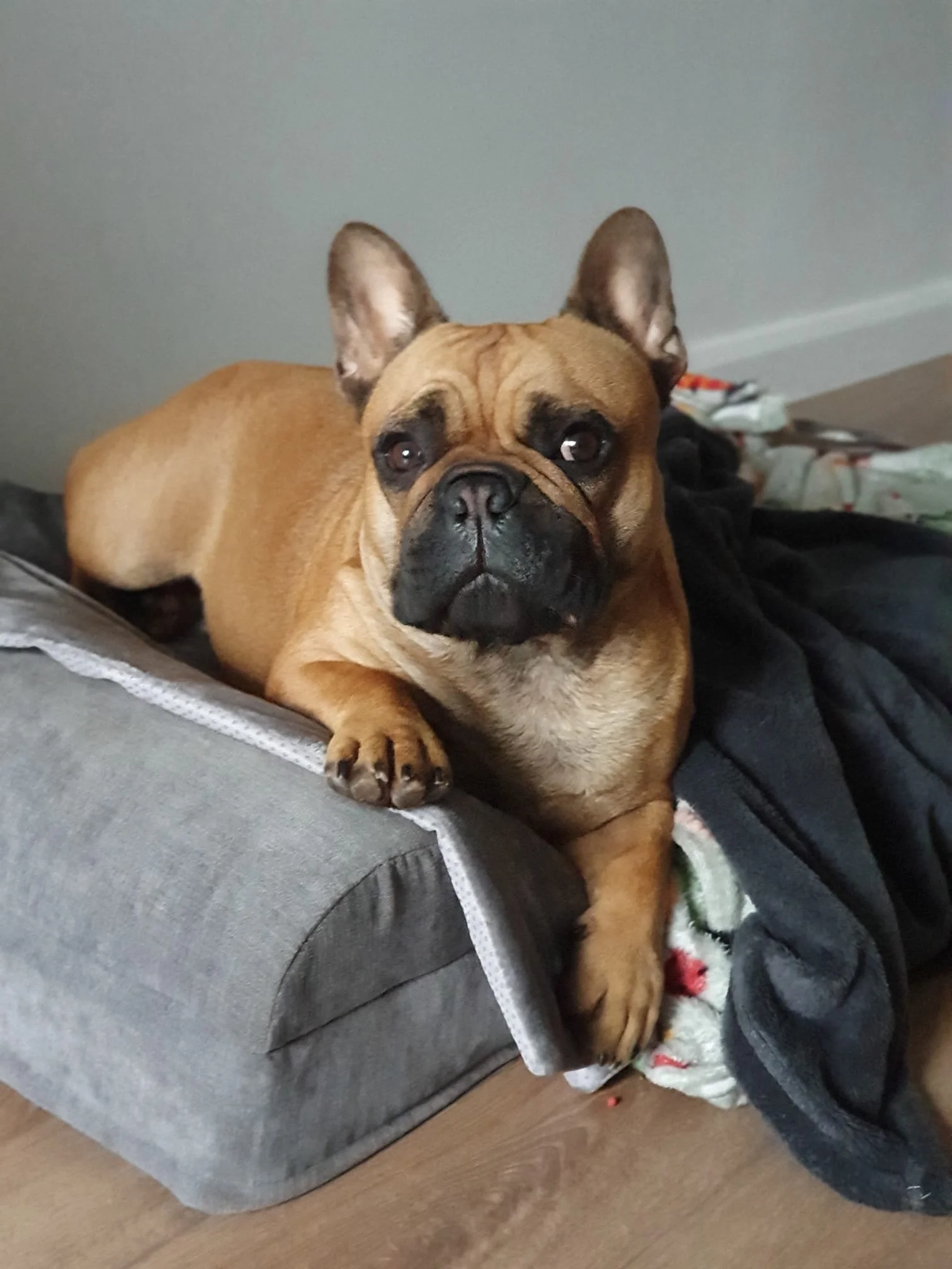 Dog owner testimonials
