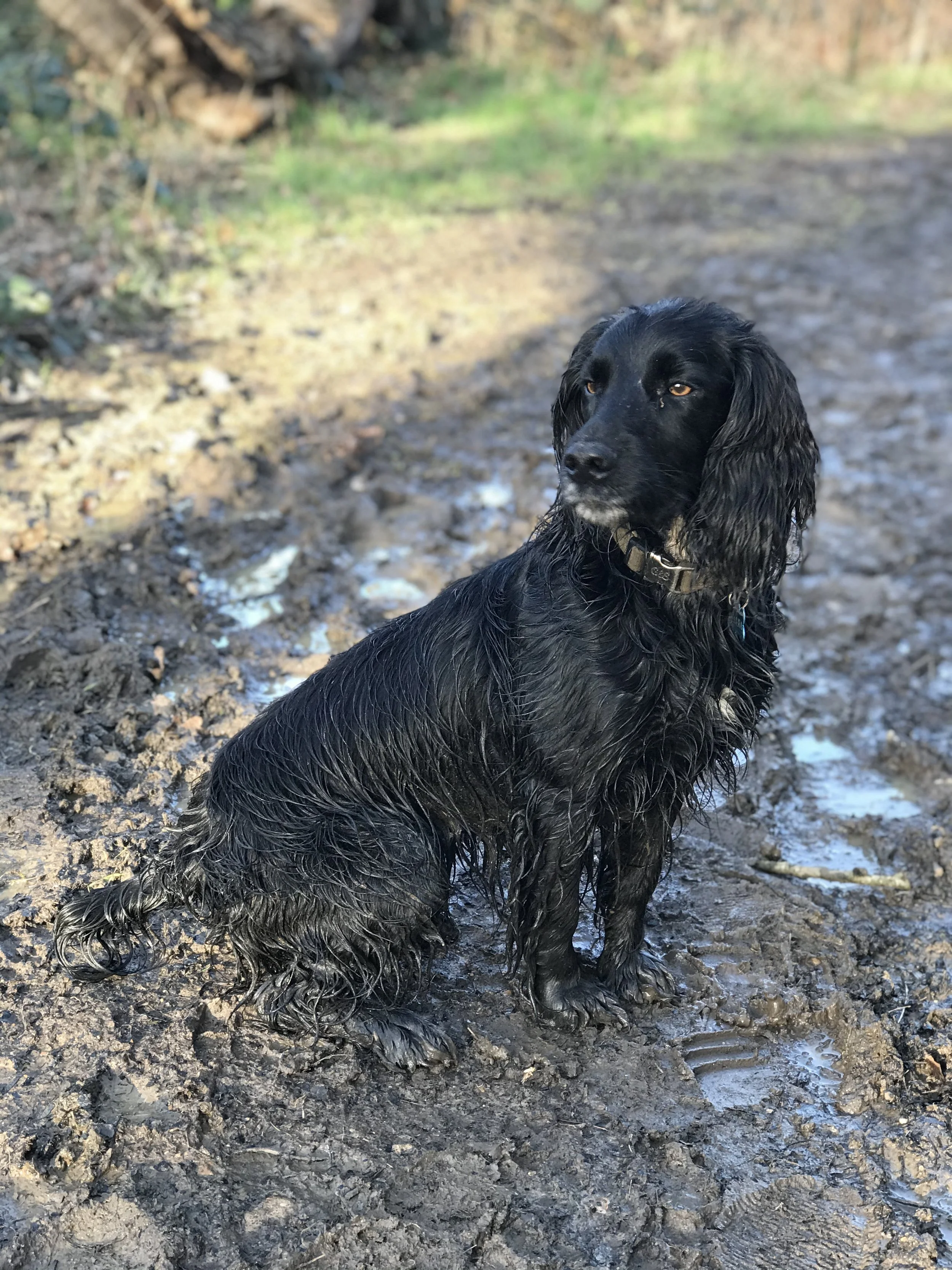 Raffles loves the muddy walks.