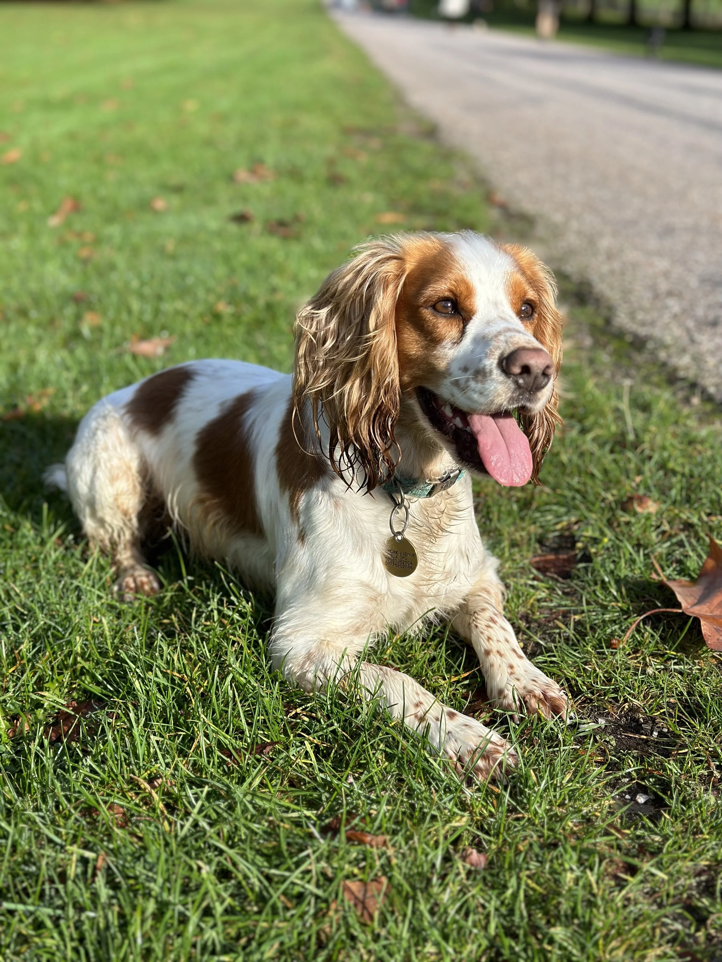 Dog owner testimonials