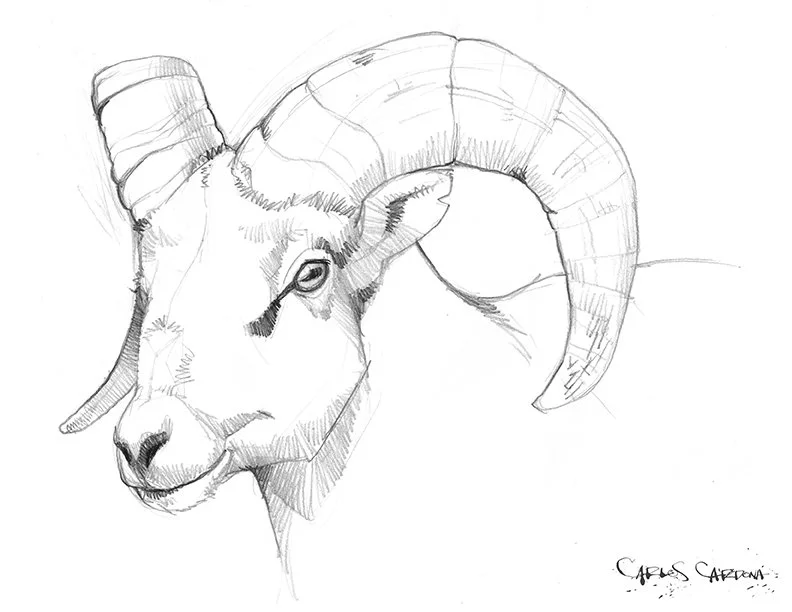 Big Horn Sheep Drawing 01