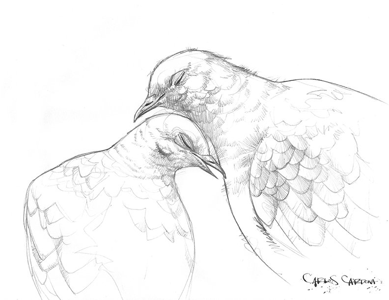 Doves Drawing 02
