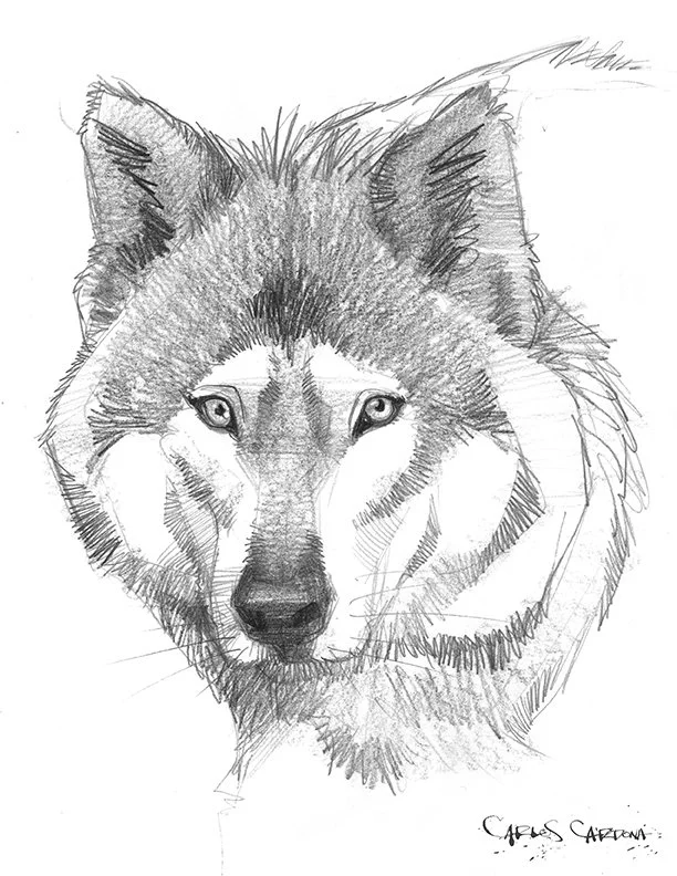 Wolf Drawing 01