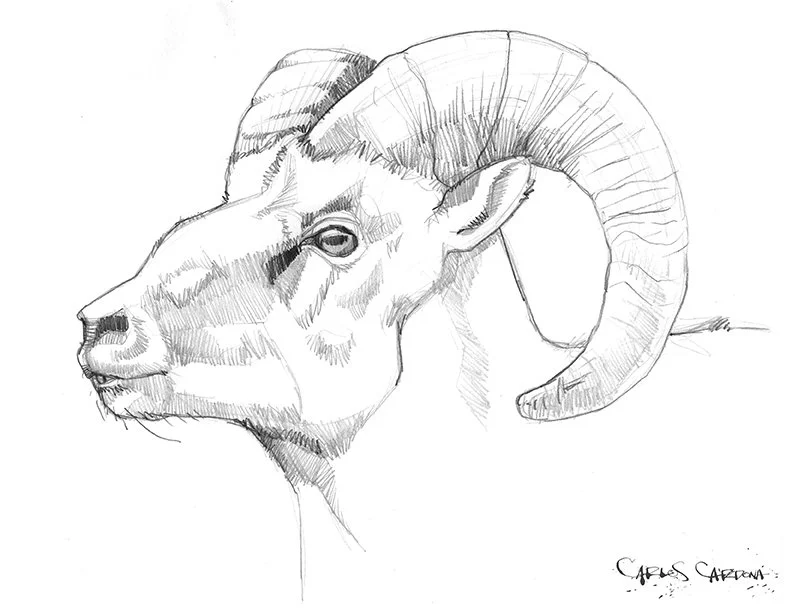 Big Horn Sheep Drawing 03