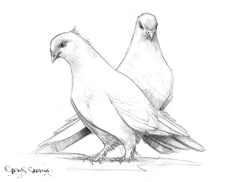 Doves Drawing 01